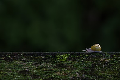A small yellow bird sitting on top of a wooden fence