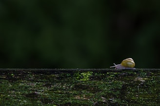 A small yellow bird sitting on top of a wooden fence