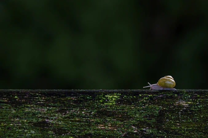 A small yellow bird sitting on top of a wooden fence