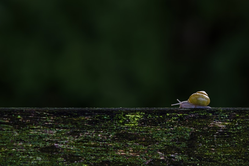 A small yellow bird sitting on top of a wooden fence