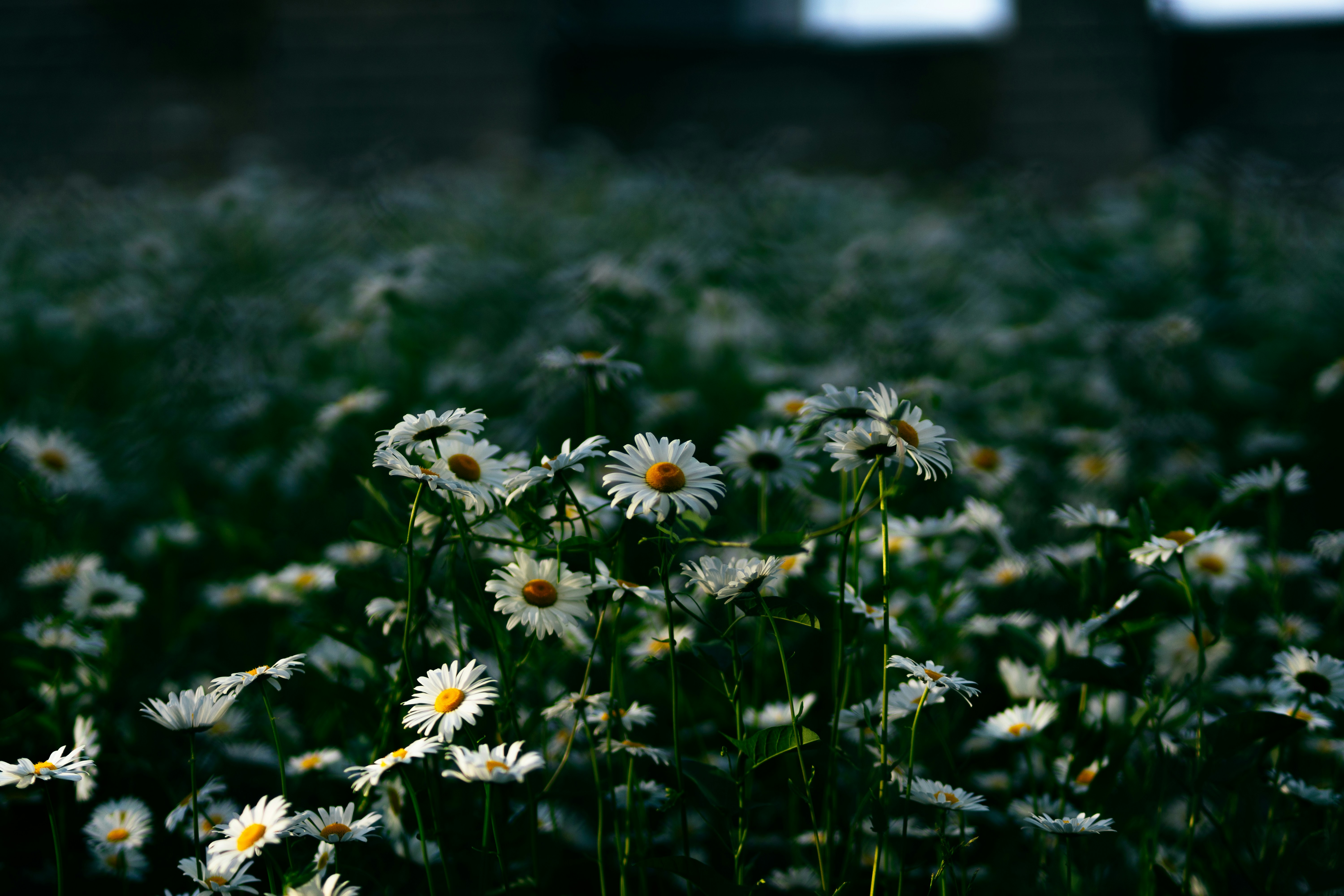 Photo by an4st