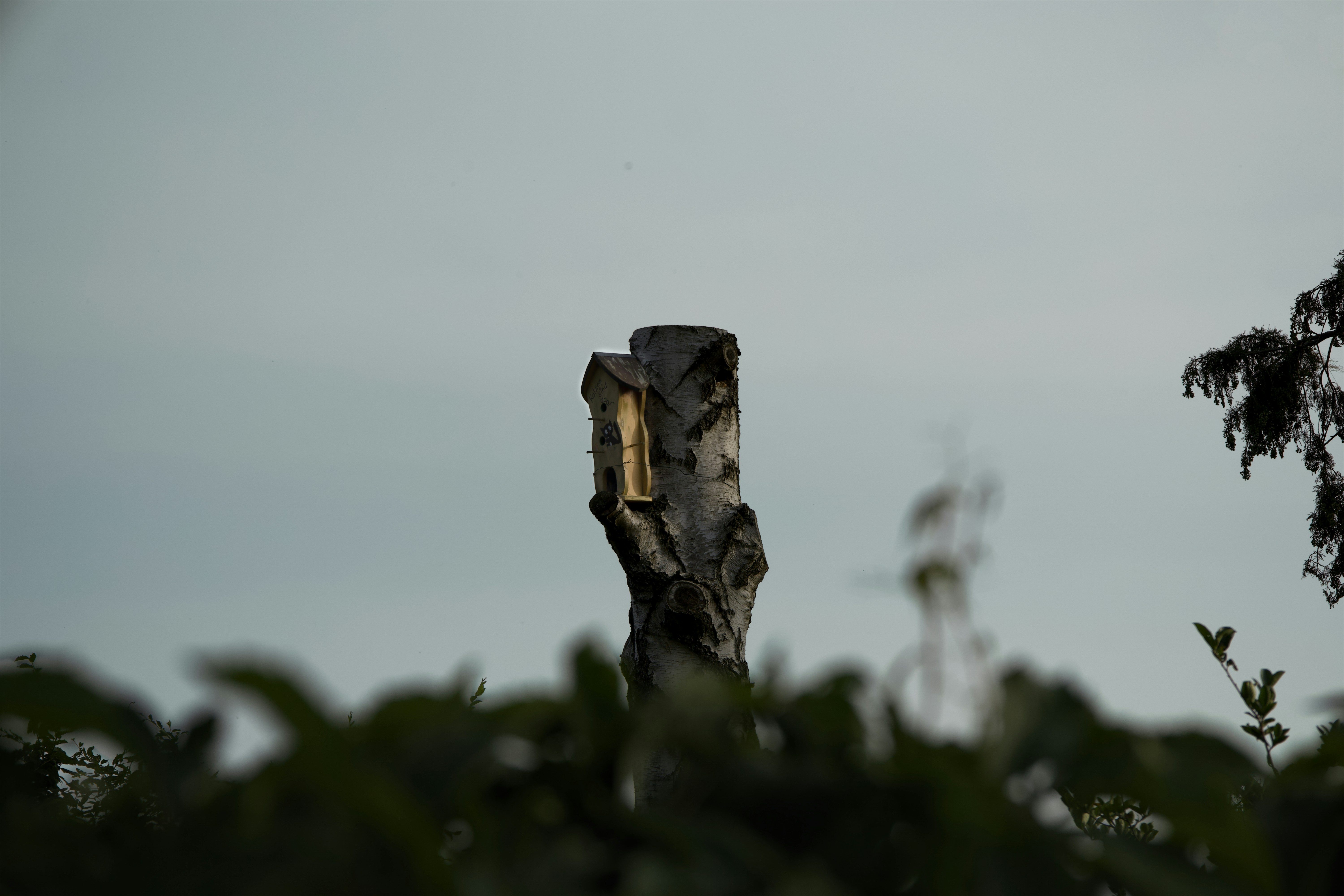 A bird perched on top of a tree branch