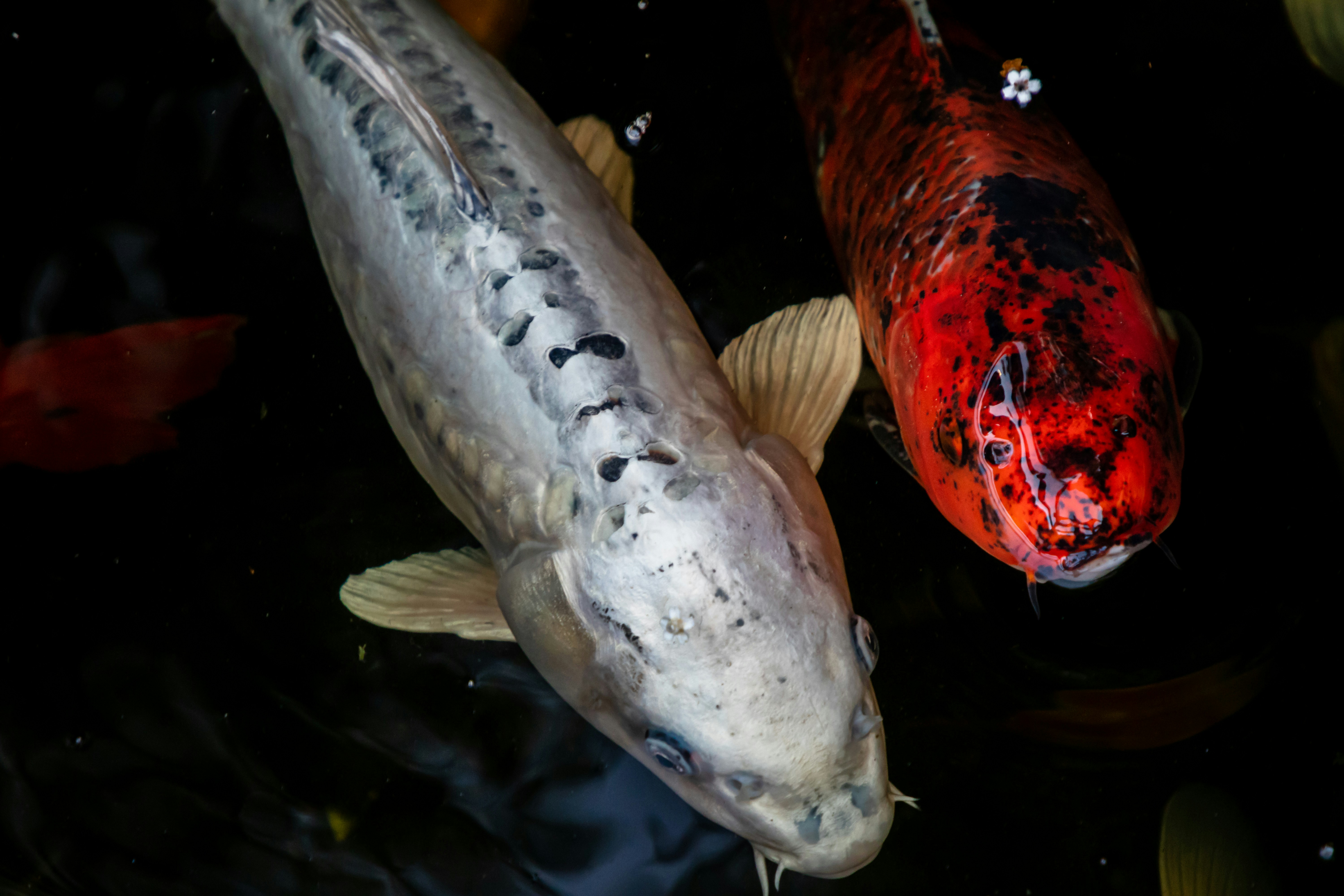 Beberapa ikan yang berenang di air