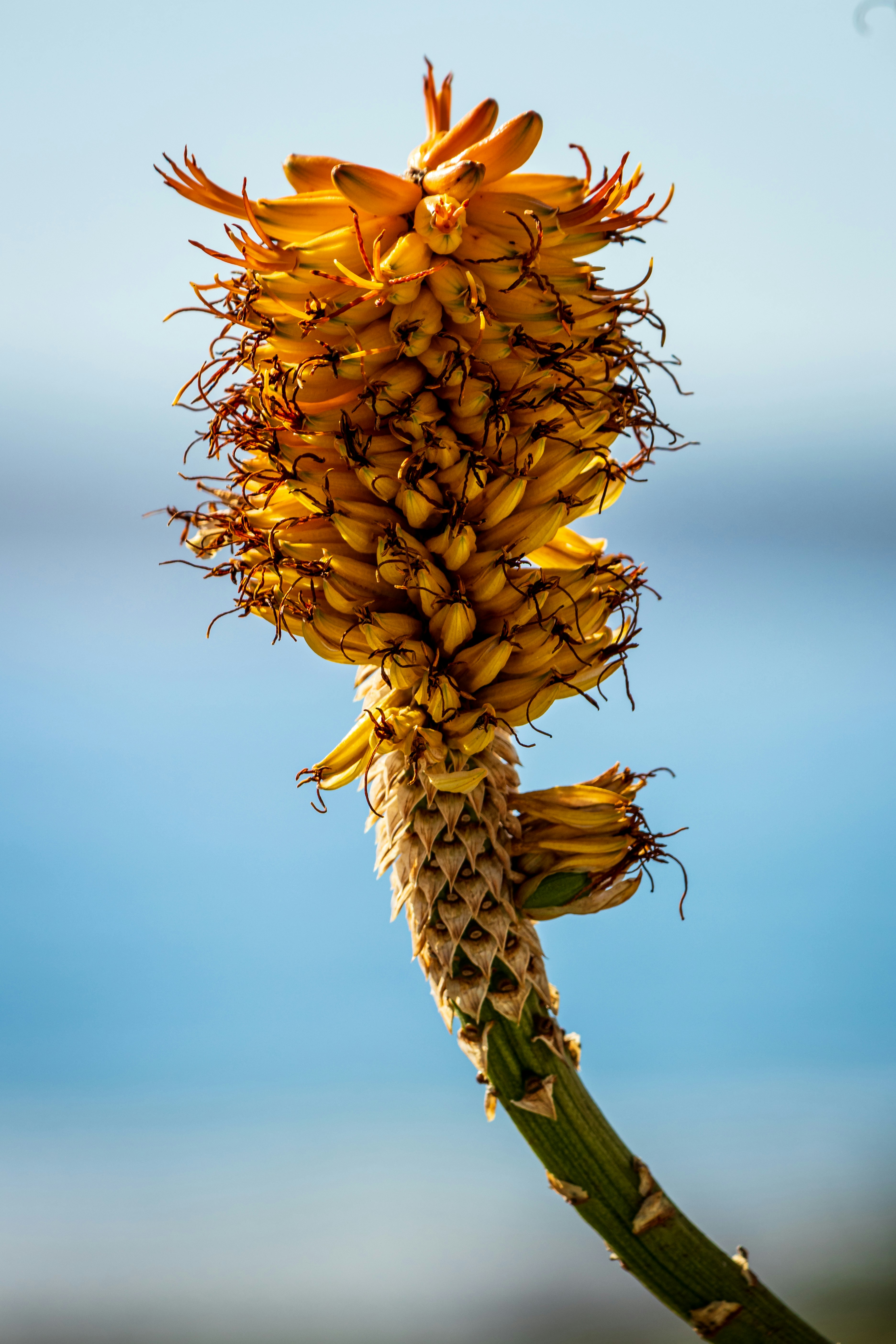 A close up of a flower on a stalk
