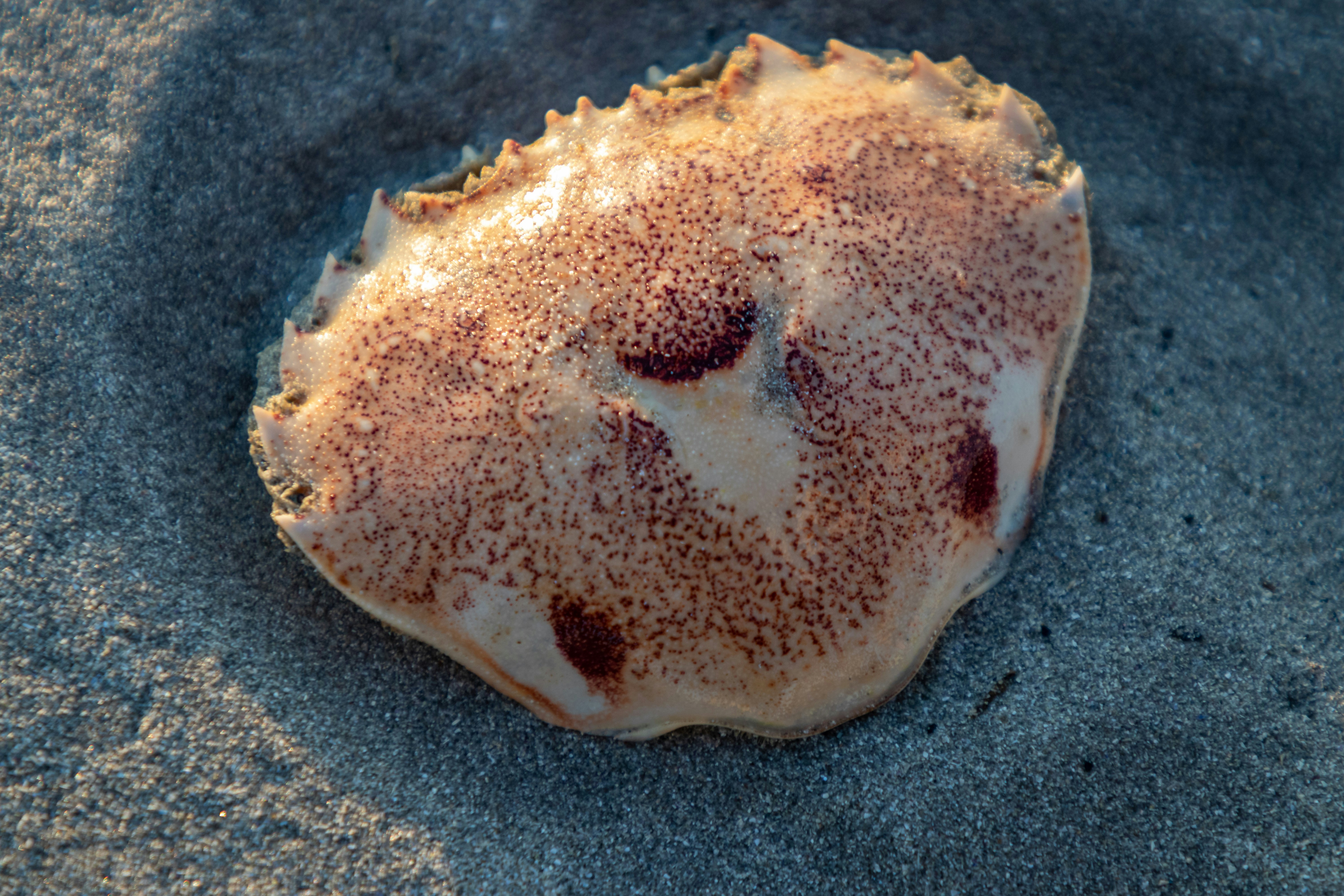 Un morceau de nourriture posé sur une plage de sable
