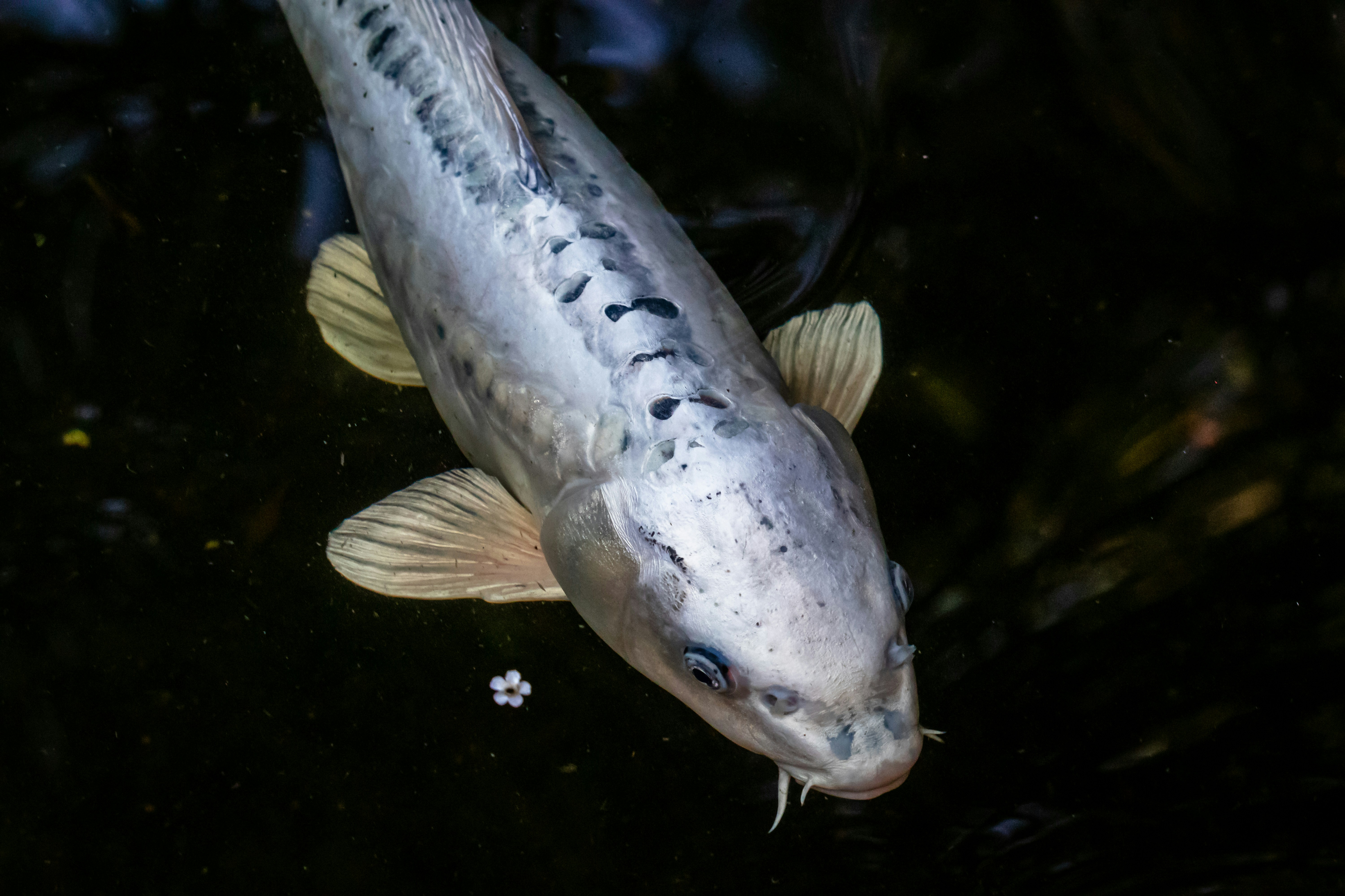 Seekor ikan yang berenang di air