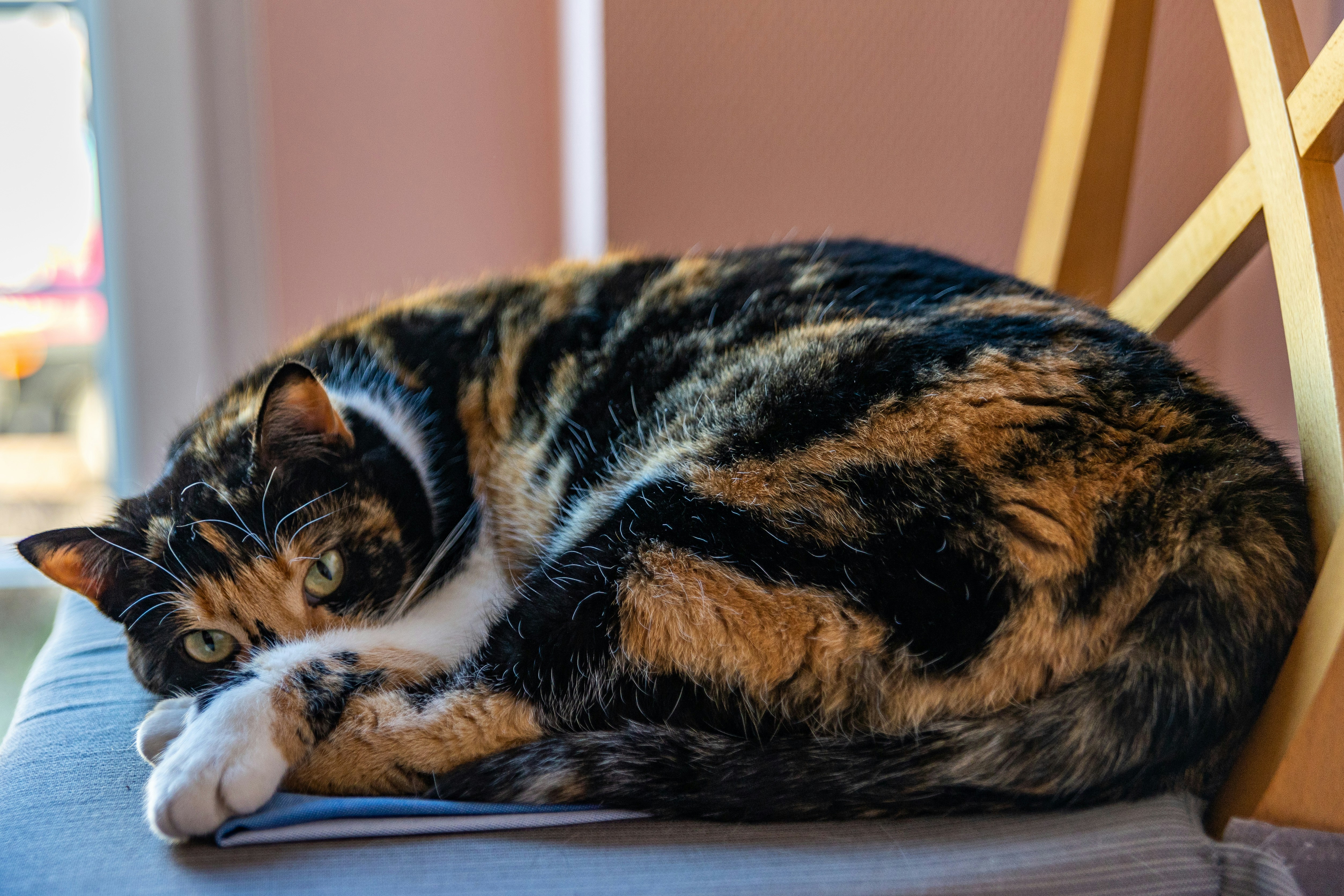 Un gatto calico sdraiato sopra una sedia di legno