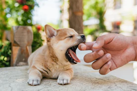 A person feeding a small dog with its mouth open