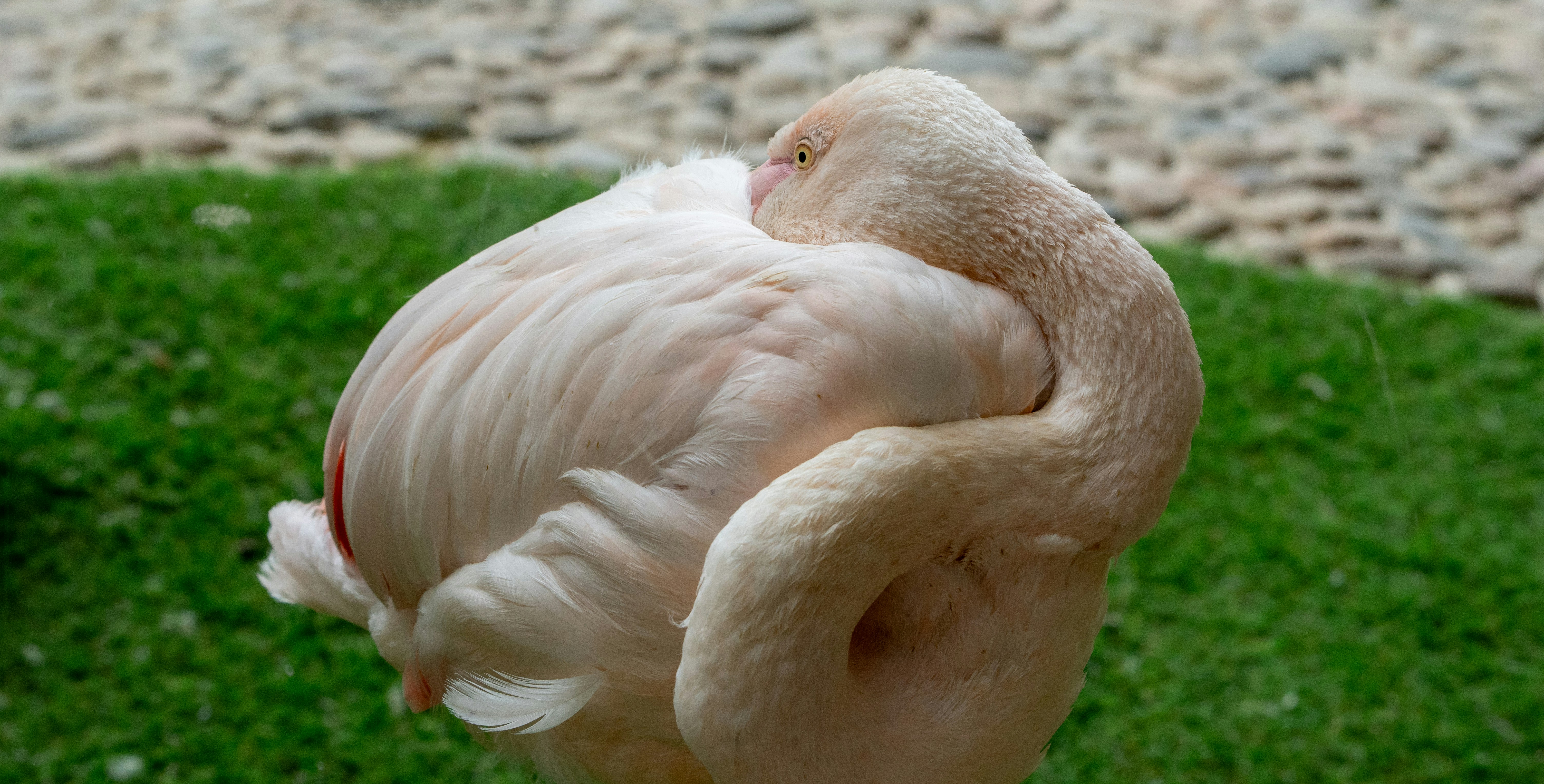 A close up of a bird on some grass
