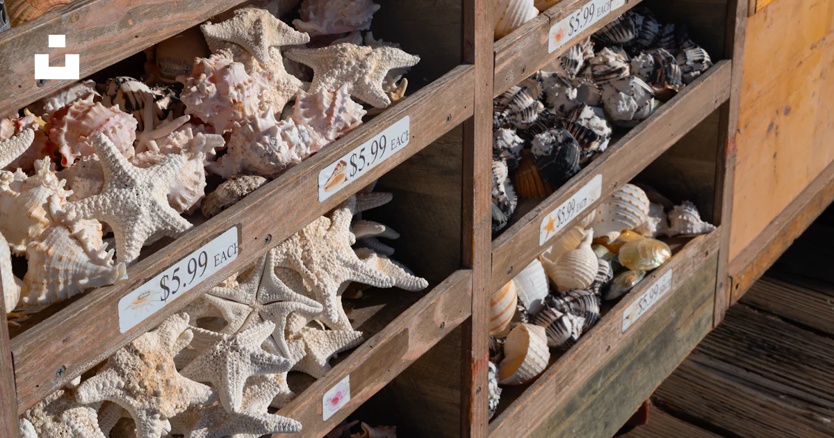 A wooden shelf filled with lots of sea shells photo – Free Los angeles ...