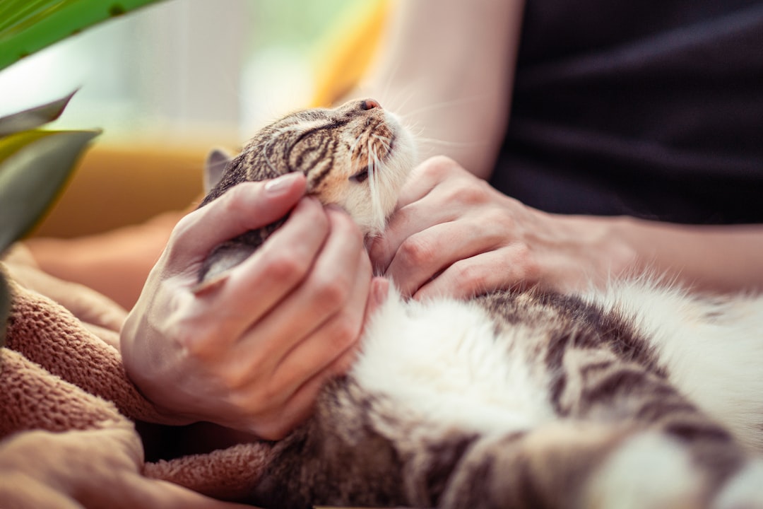 A person holding a cat in their hands, Smiling domestic cat cuddling up to human on cozy sofa