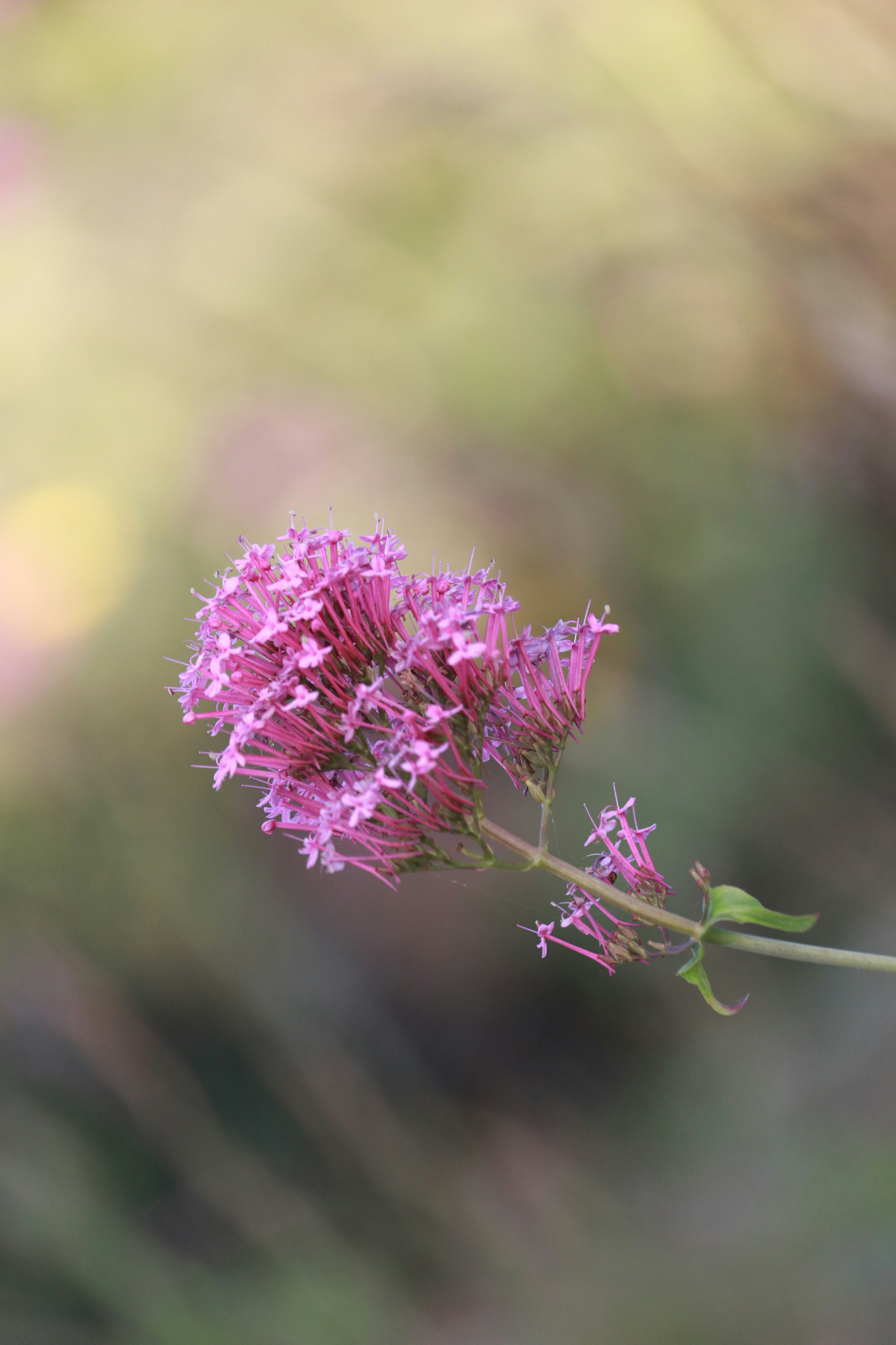 Photo by dhruv_padaliya