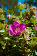 A close up of a pink flower on a bush