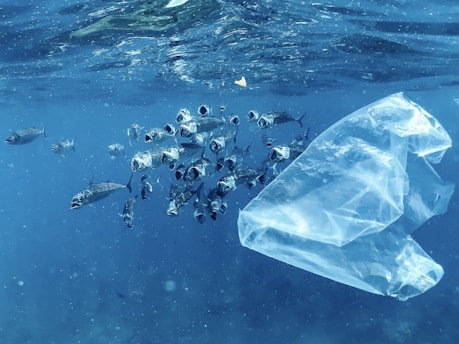 A plastic bag floating on top of a body of water