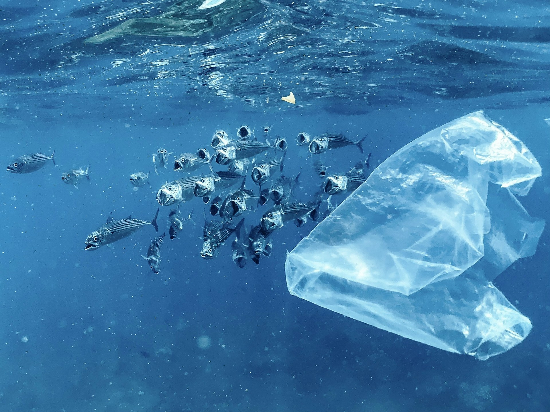 A plastic bag floating on top of a body of water