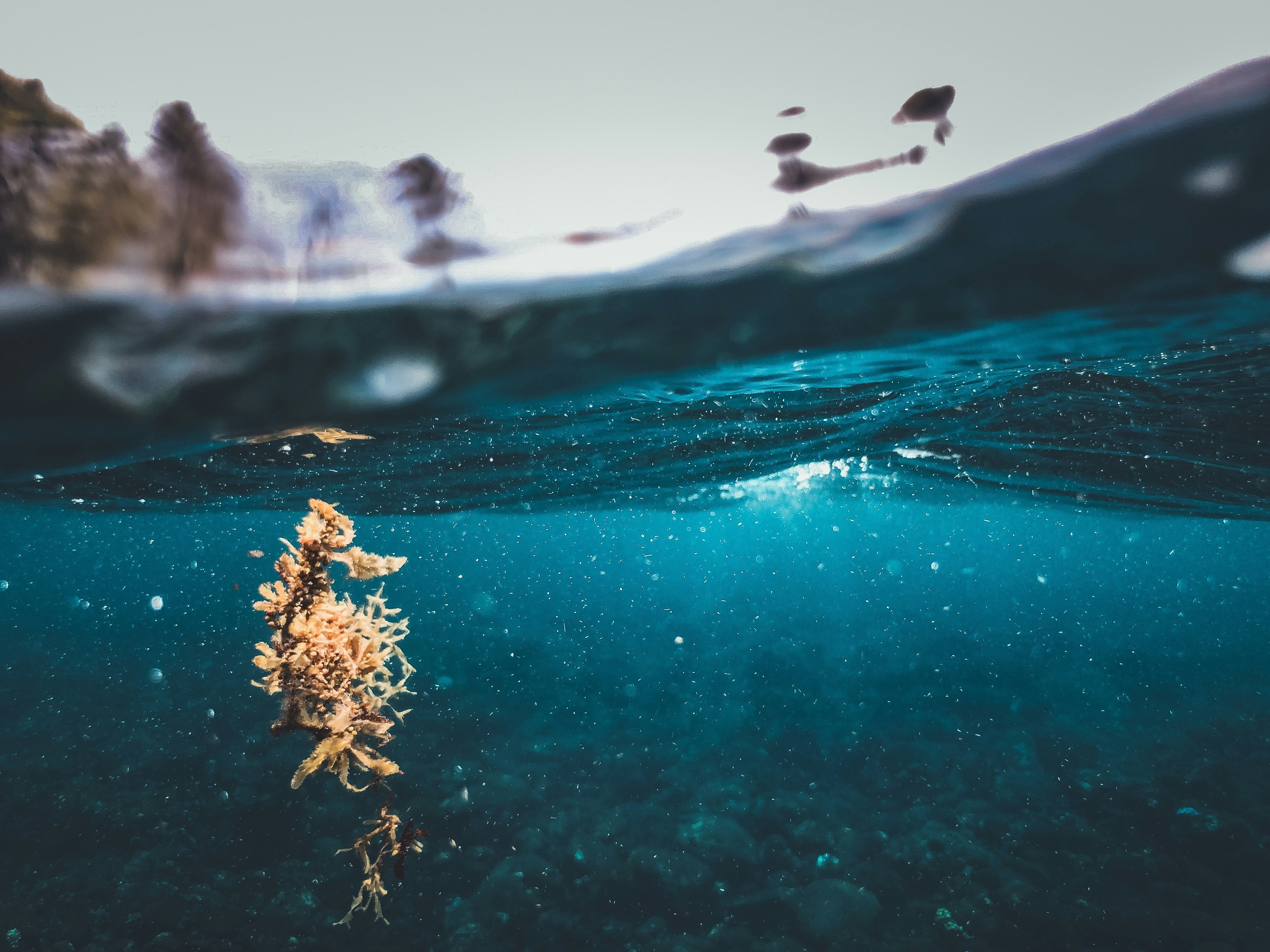 An underwater view of a sea weed in the water