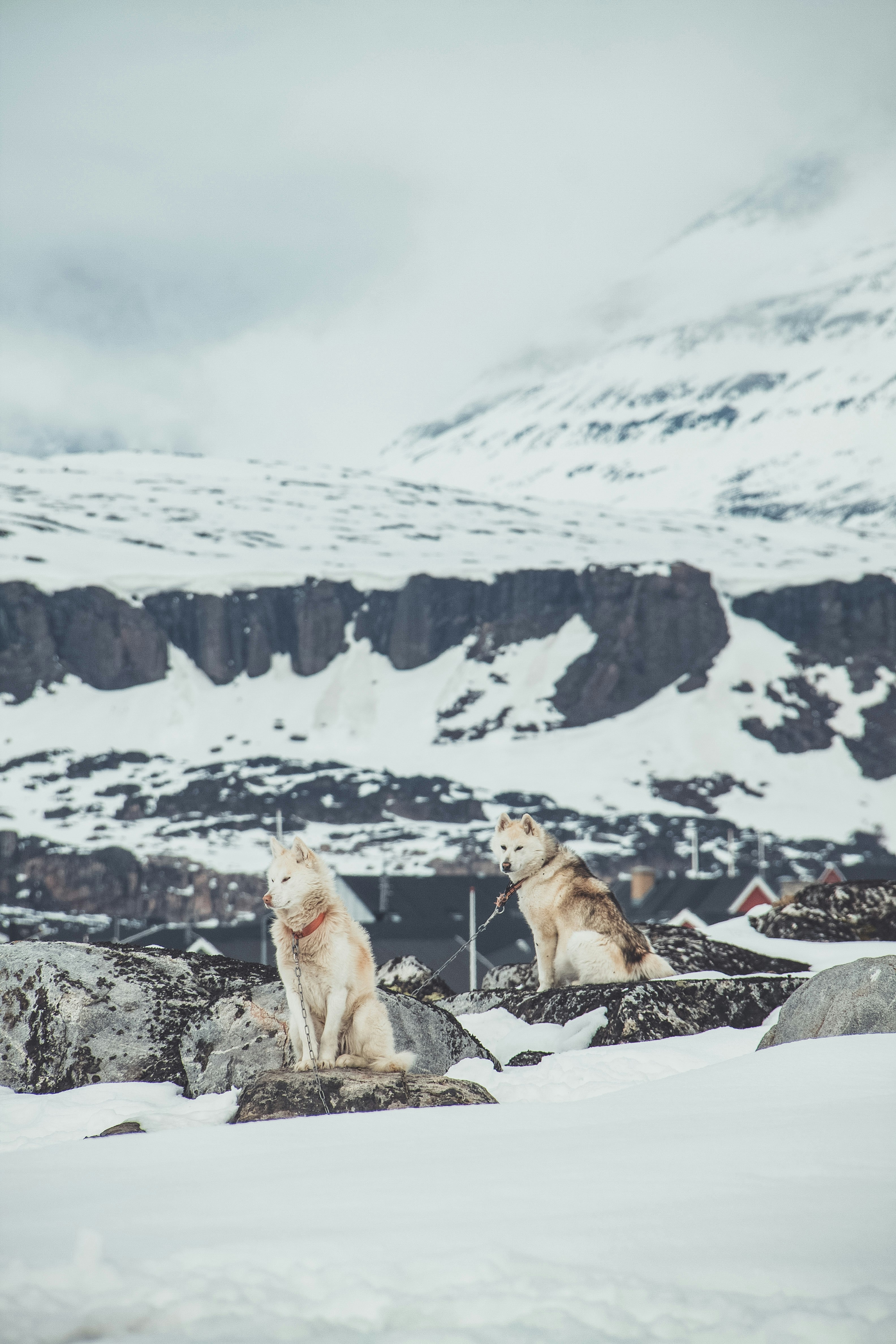 A couple of dogs sitting on top of a snow covered ground