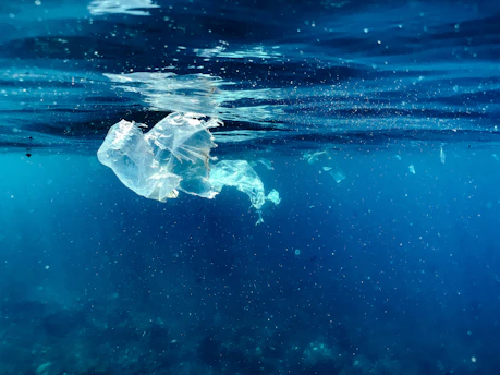A plastic bag floating in the water