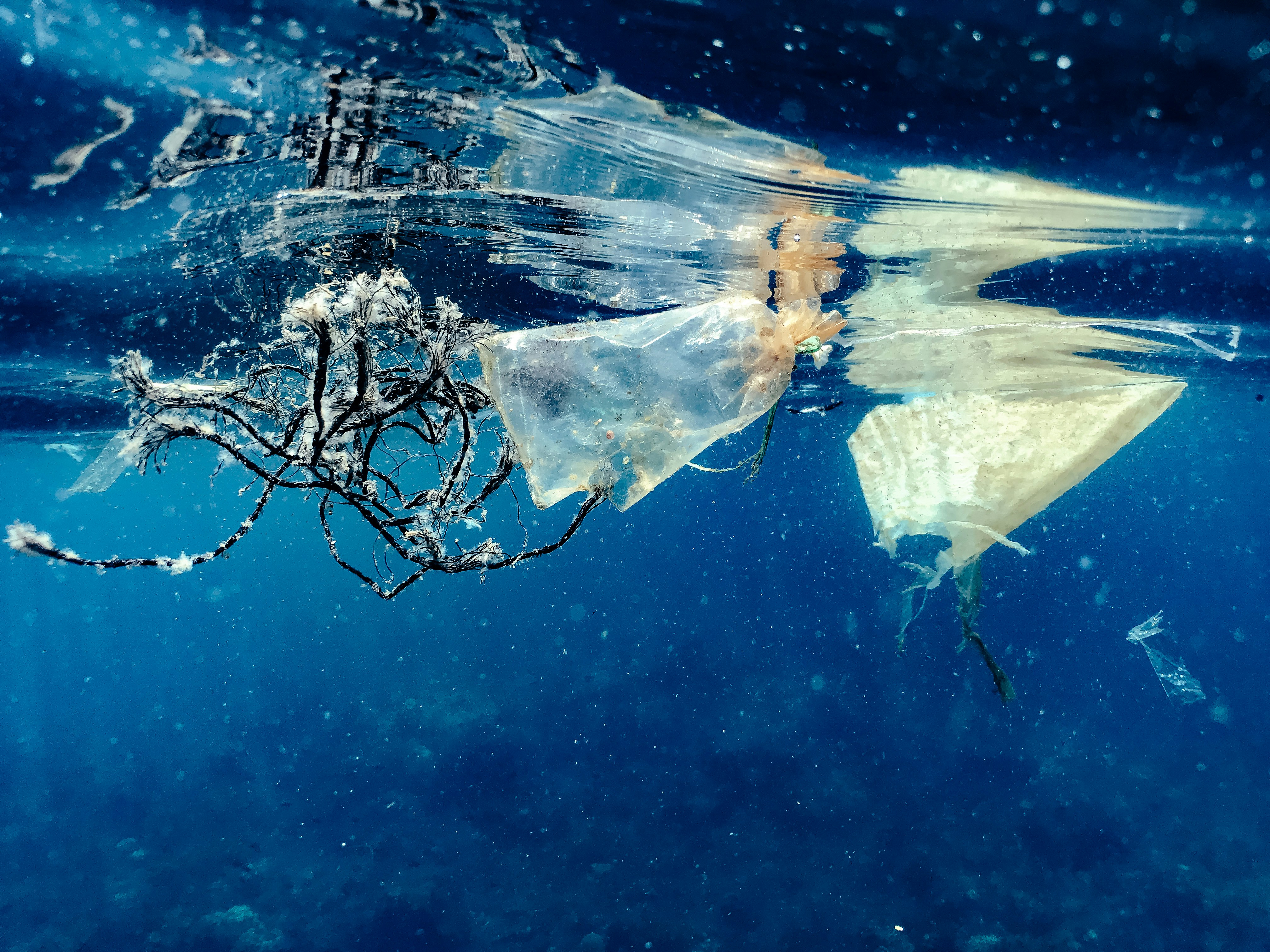 A plastic bag floating in the water