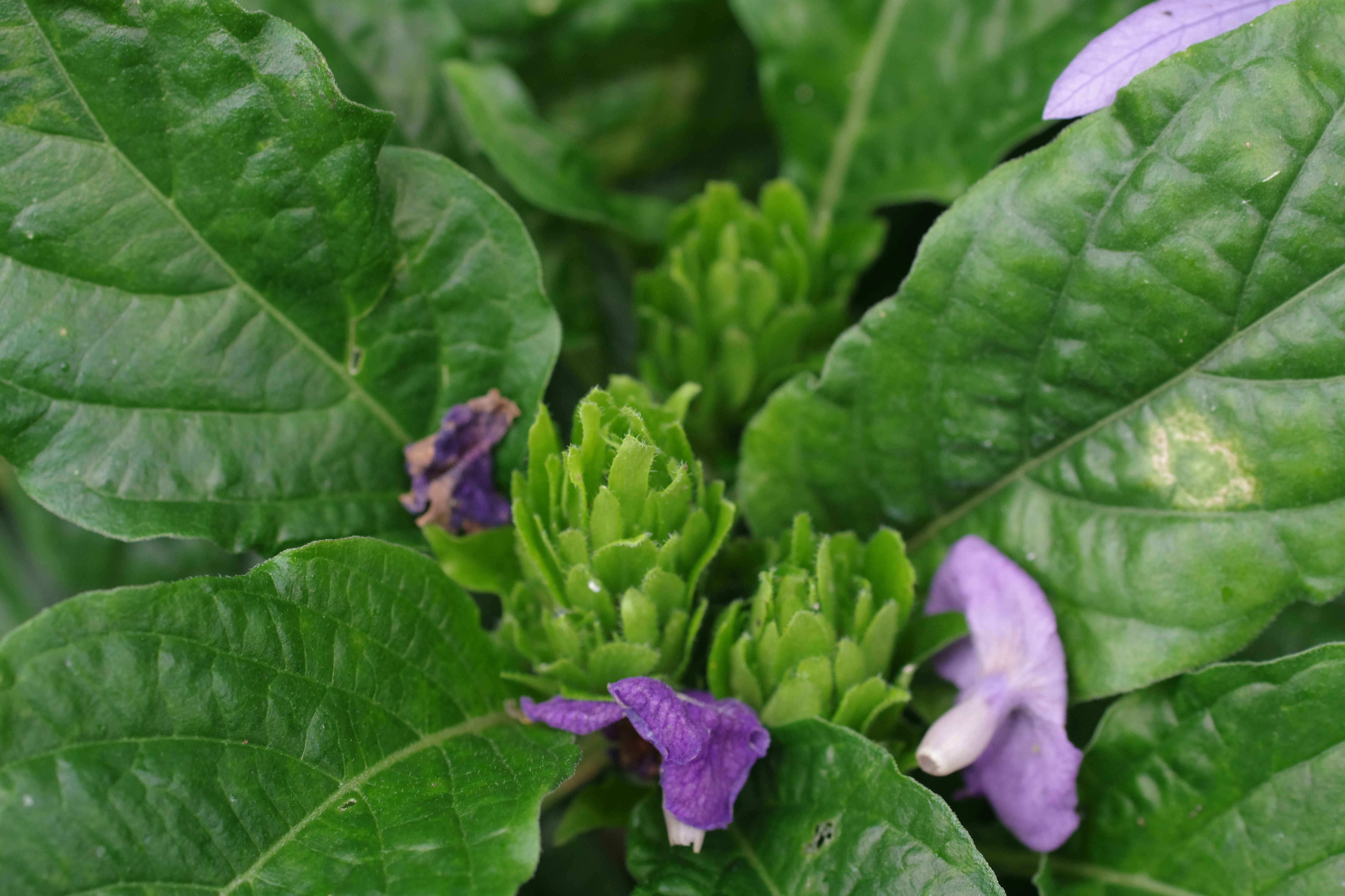 A close up of a green plant with purple flowers