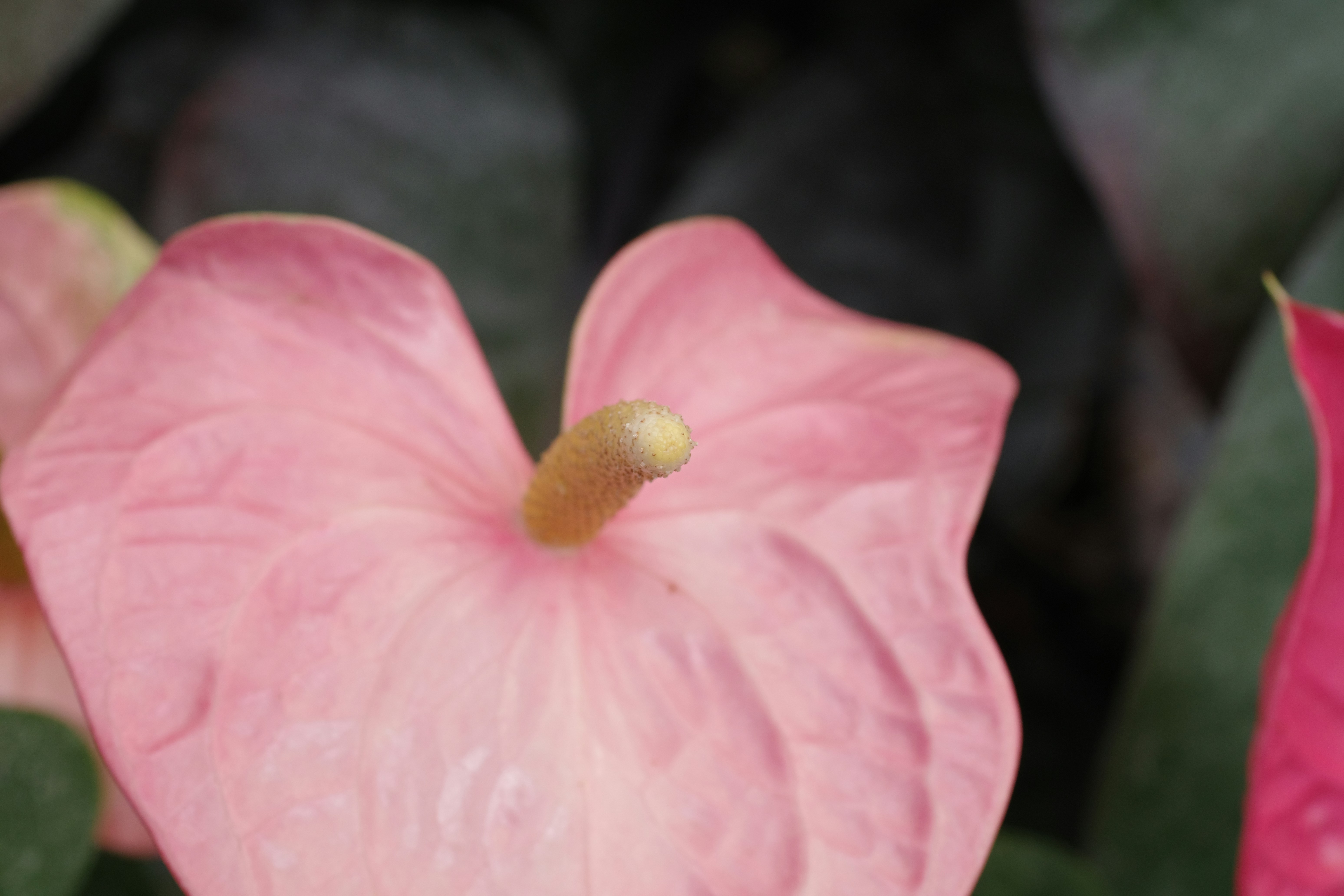 A pink flower with green leaves in the background