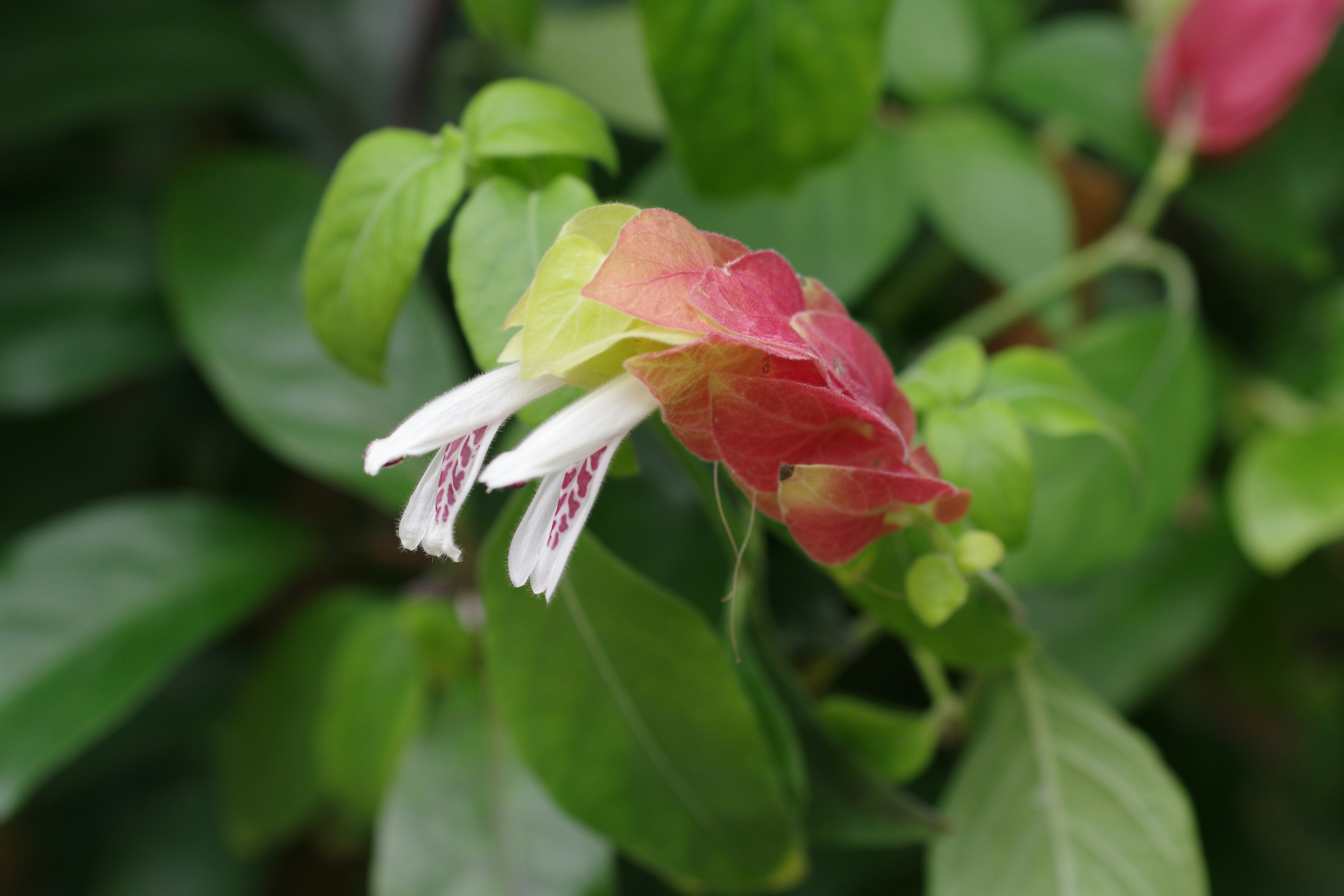 媽呀！這5個居家收納術，懶人也能變整潔大師？！