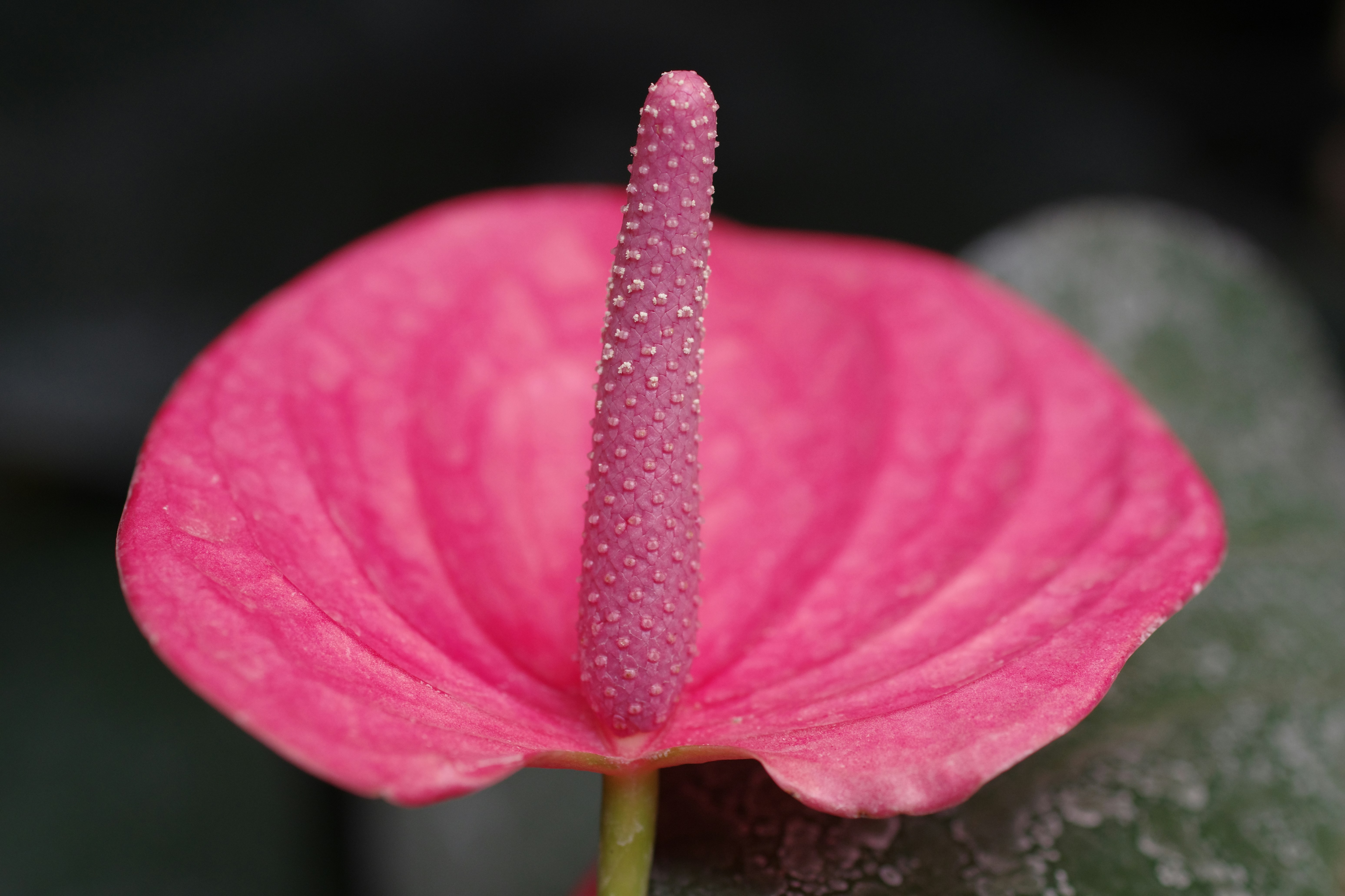 A close up of a pink flower on a green leaf photo – Free 公園 Image on ...