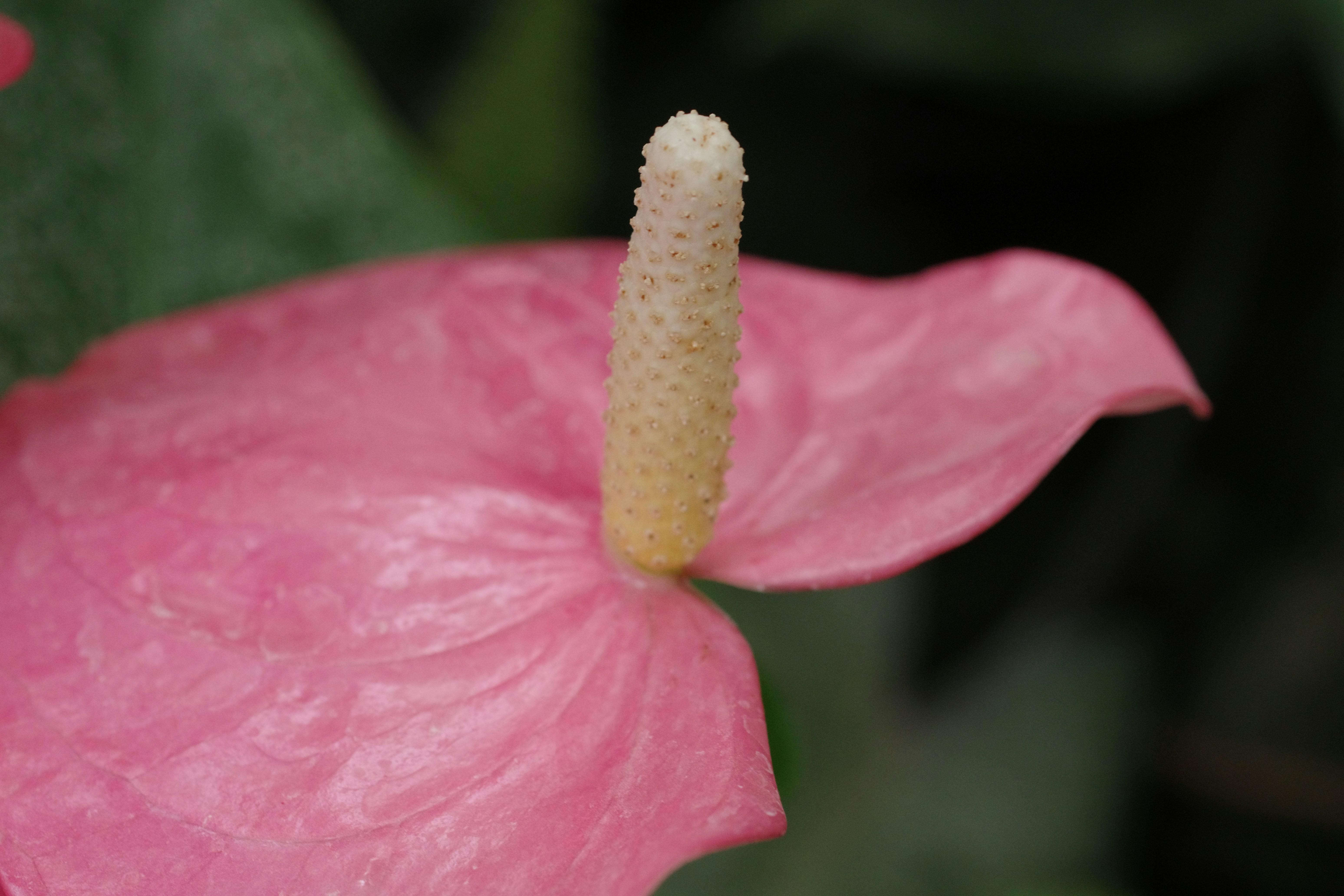 Plants and Intersex: A Commonplace Marvel (image credits: unsplash)