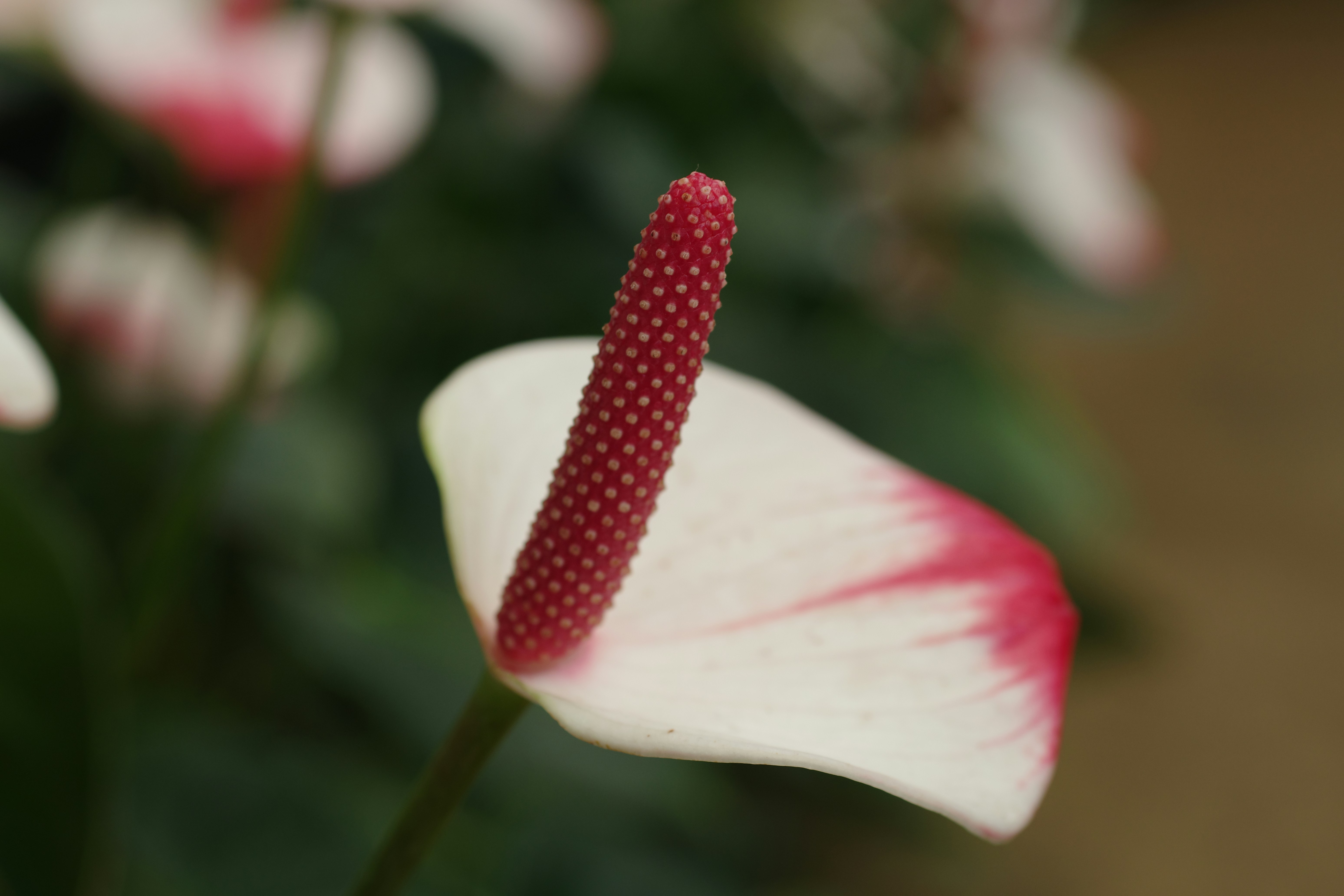 iPhone 隱藏神技曝光！學會這招，手機瞬間變快10倍！