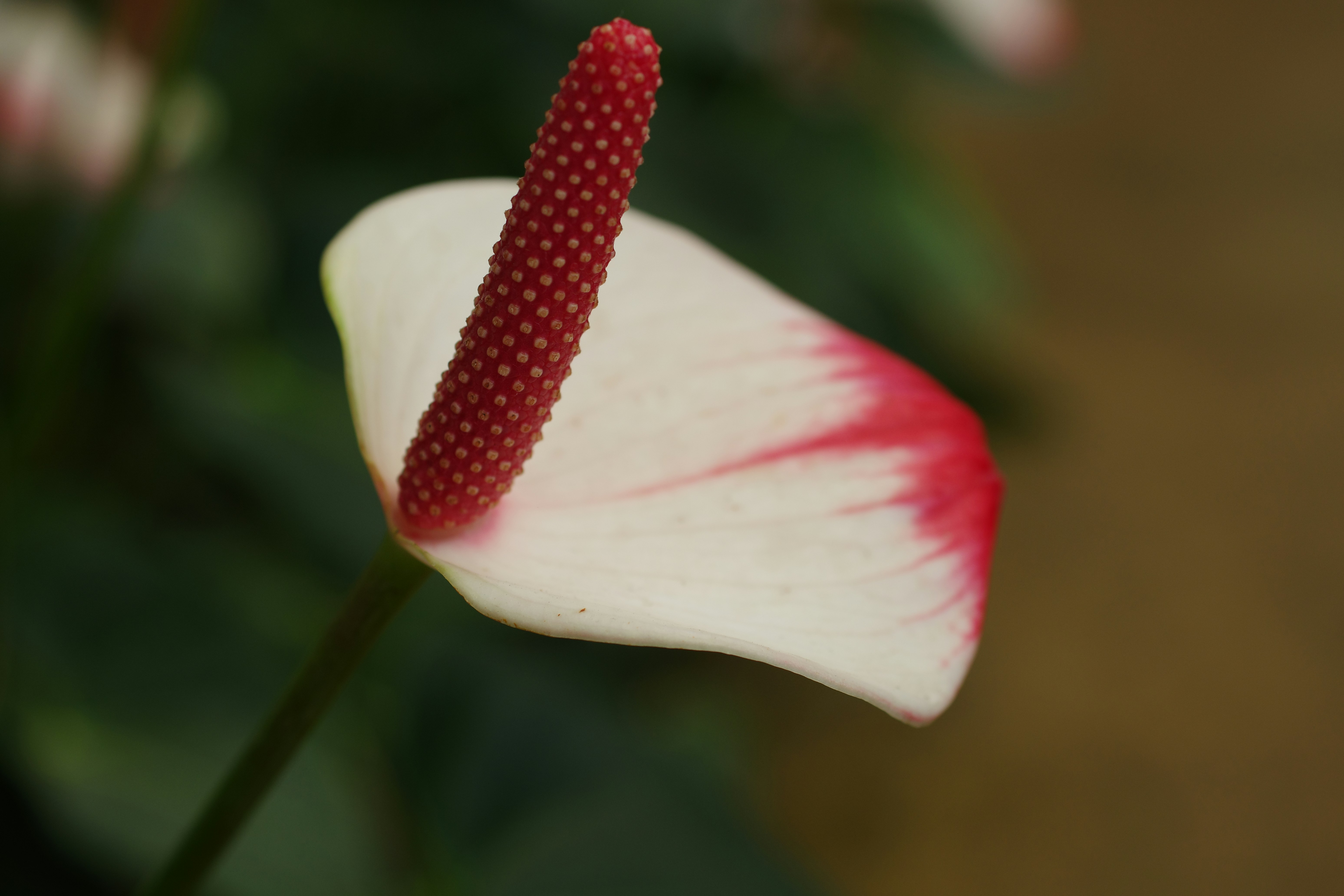 🔥 這種家居擺設，風水師看了都搖頭！你家是不是也中招了？