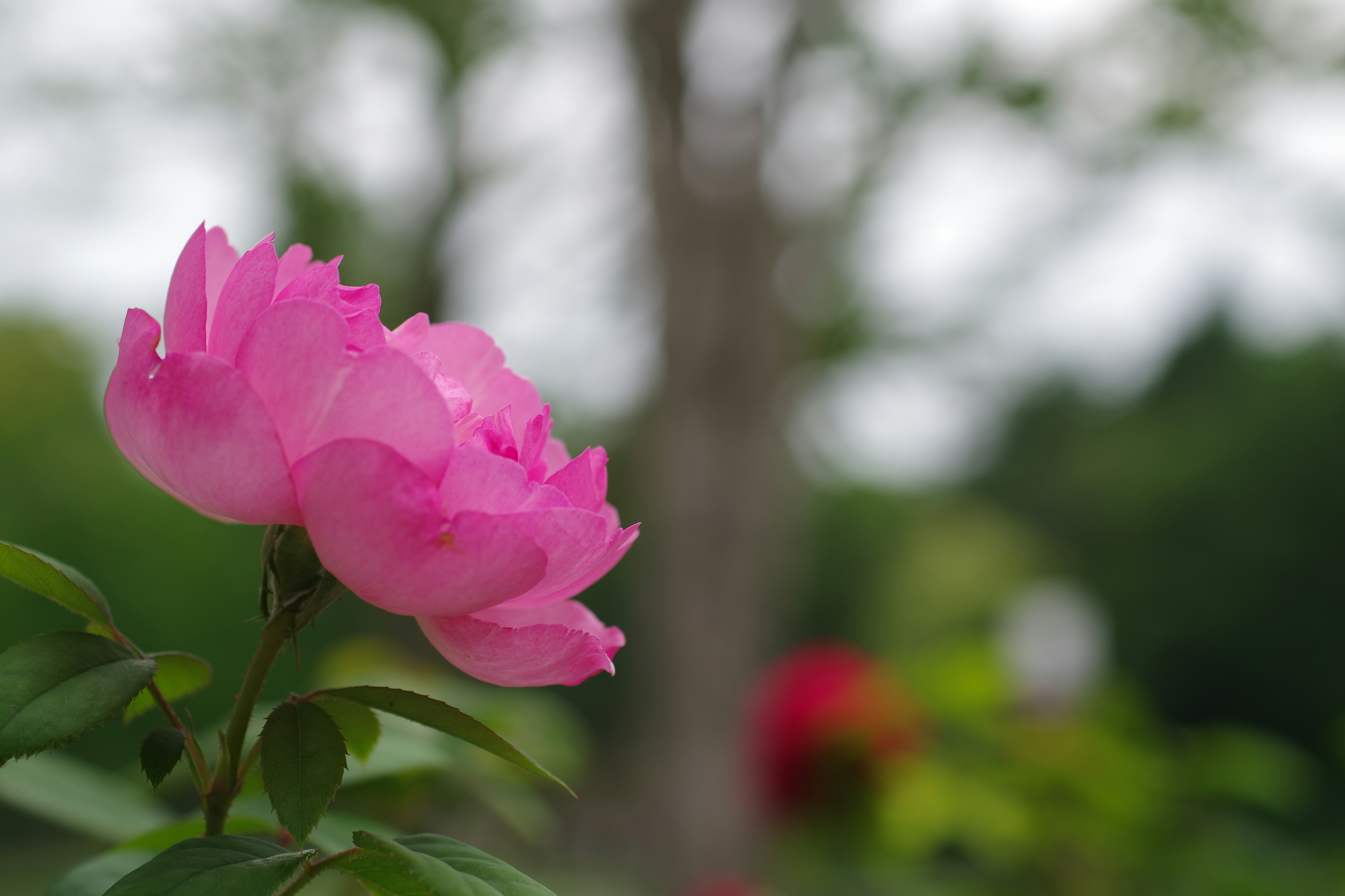 A pink flower with a blurry background