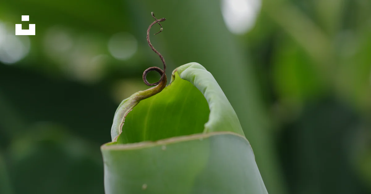 Chlorocoris A close up of a plant with a bug crawling on it photo – Free Green ...