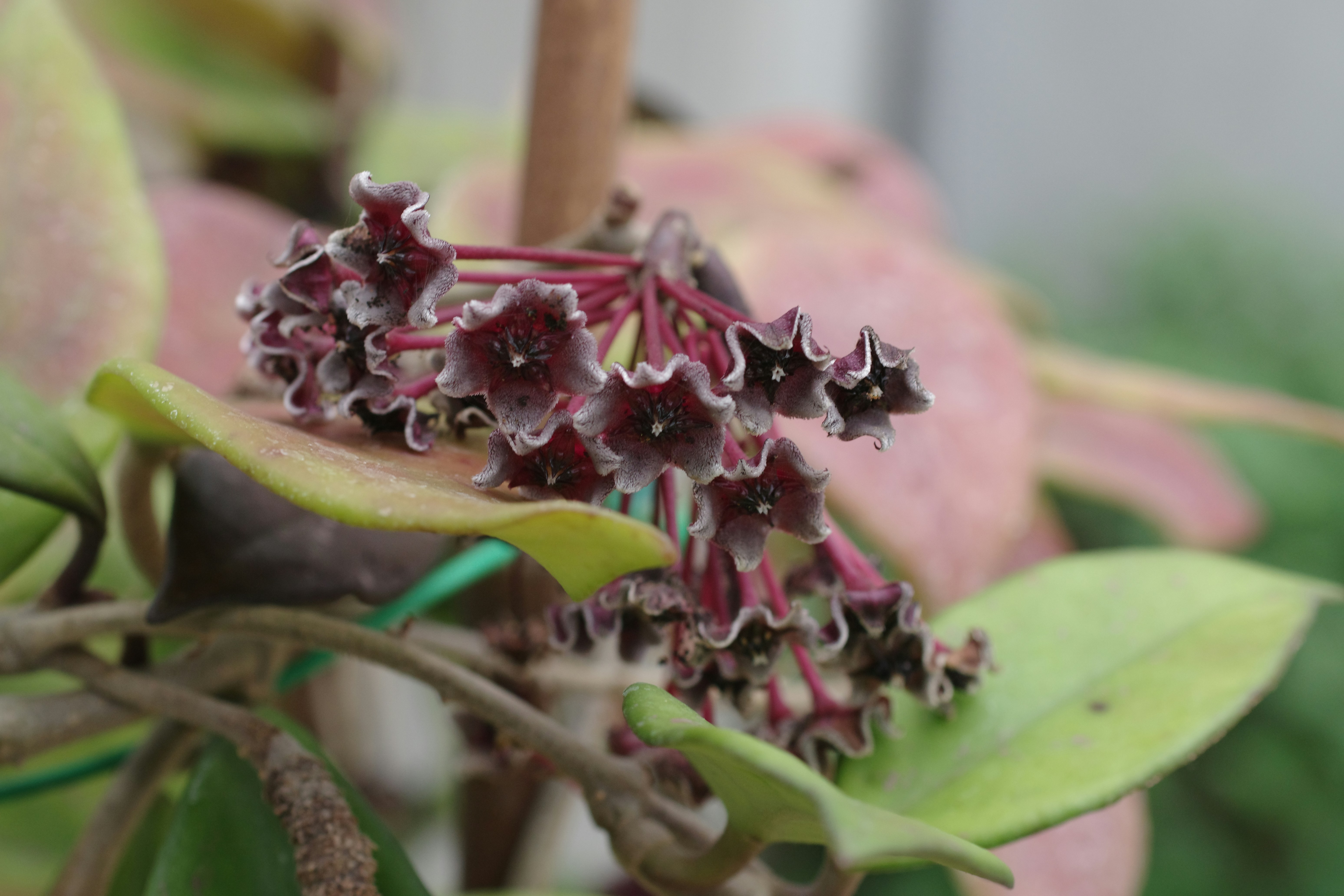 merawat Hoya Carnosa di dalam rumah dengan media tanam porous