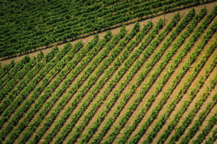 A cultivated field ready for crop care and harvest planning.