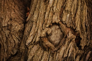 A close up of the bark of a tree