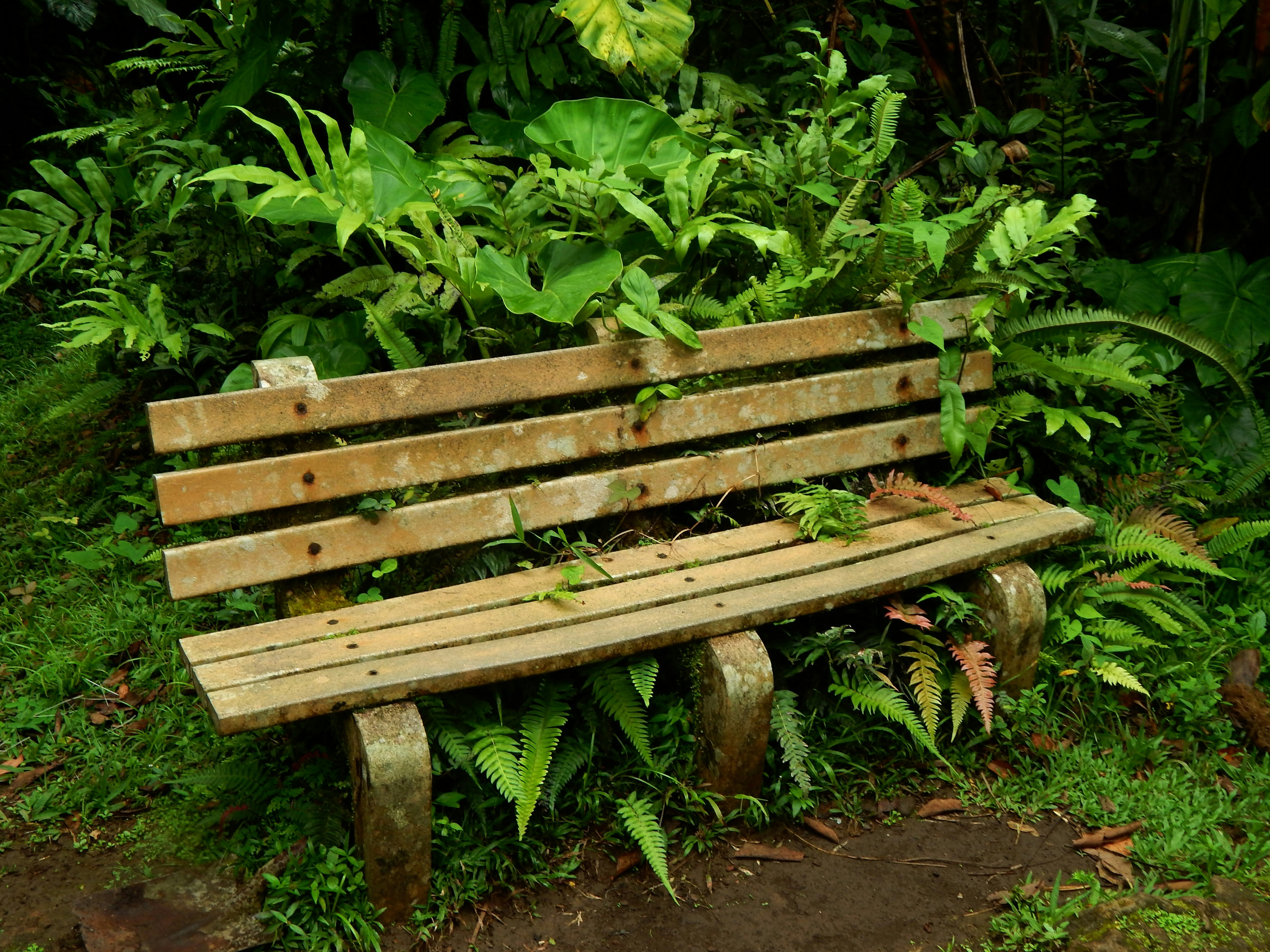 Wooden bench in lush green forest
