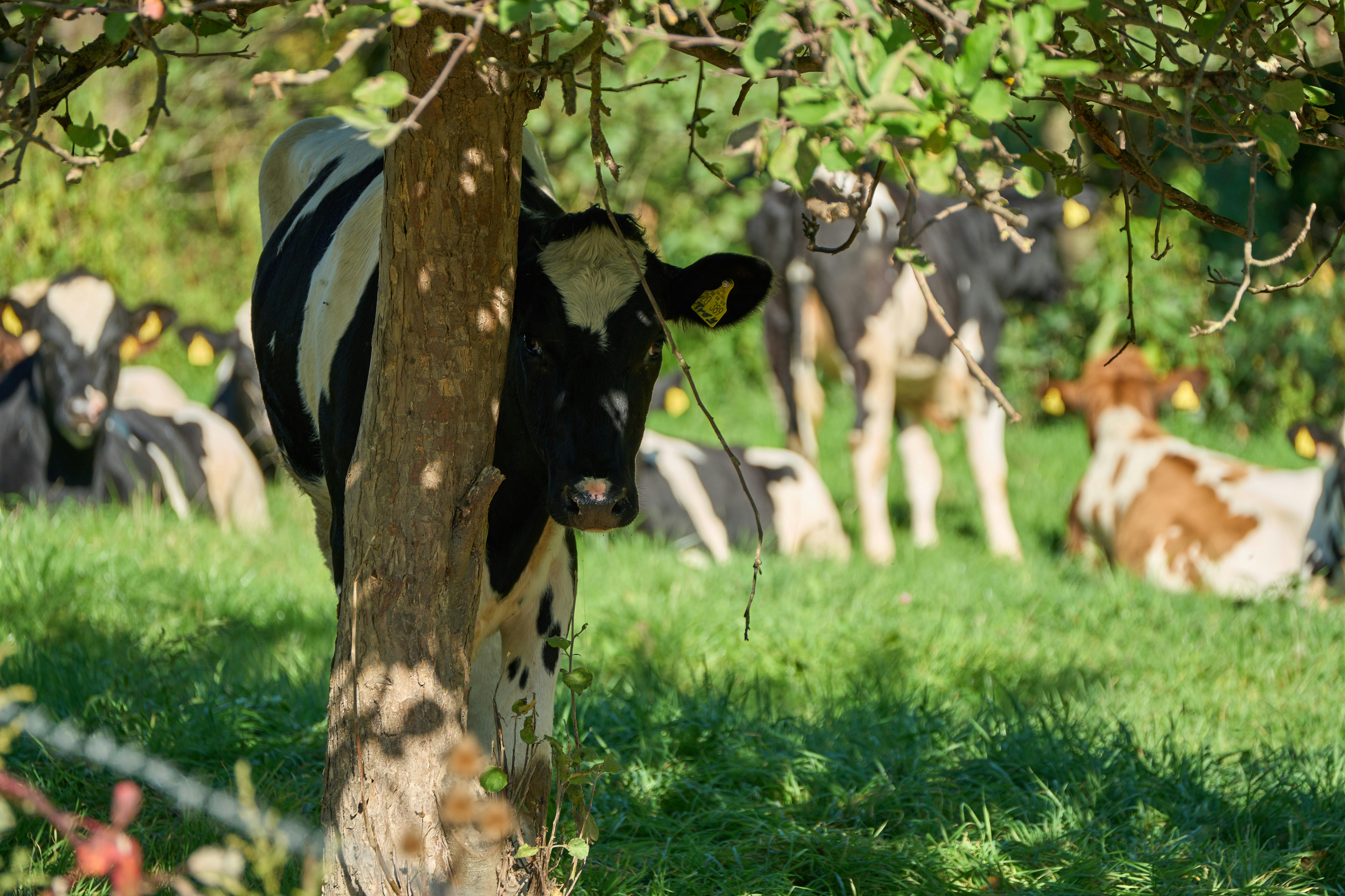 A black and white cow standing next to a tree