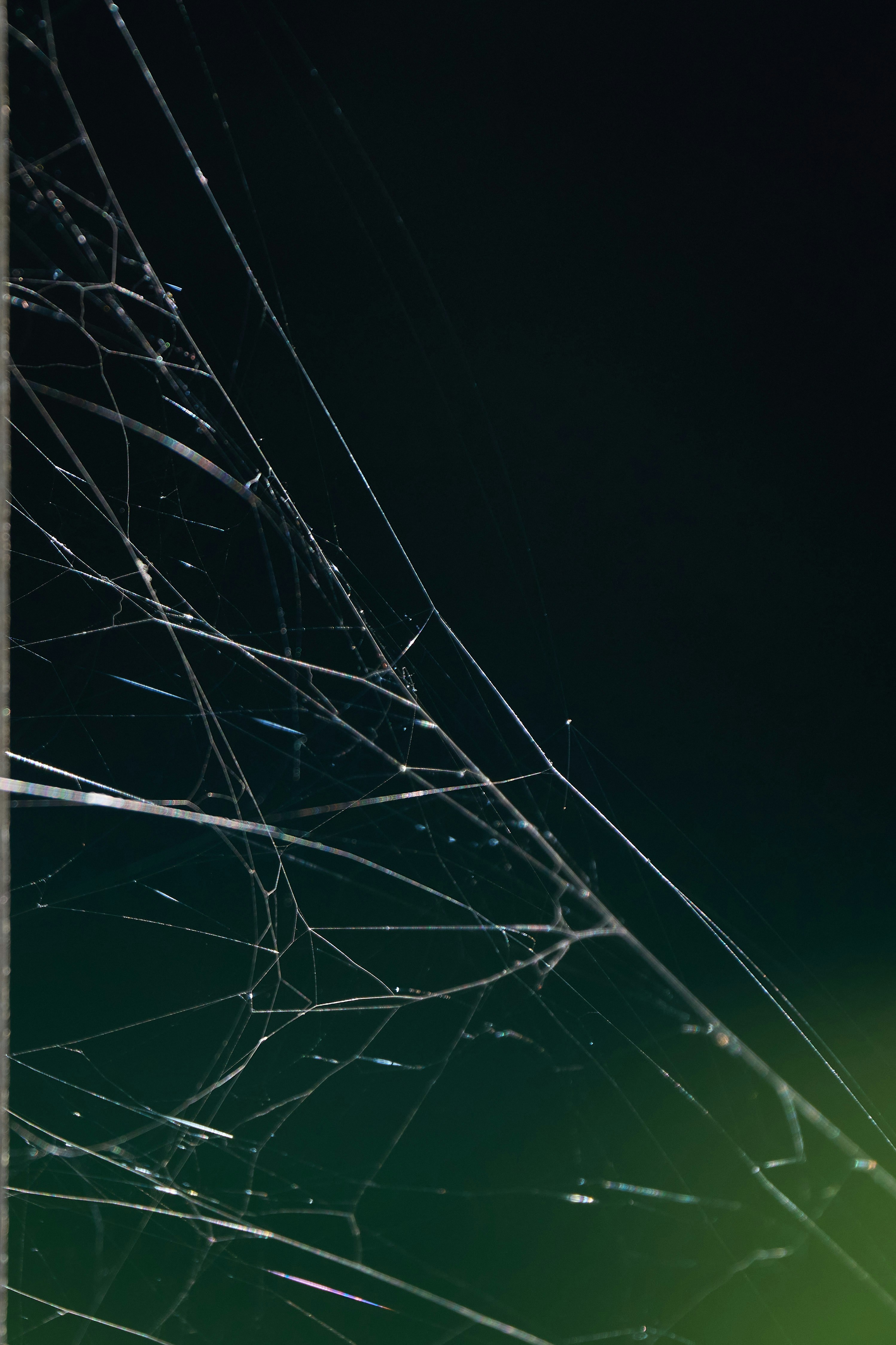 Photo by wolfgang_hasselmann