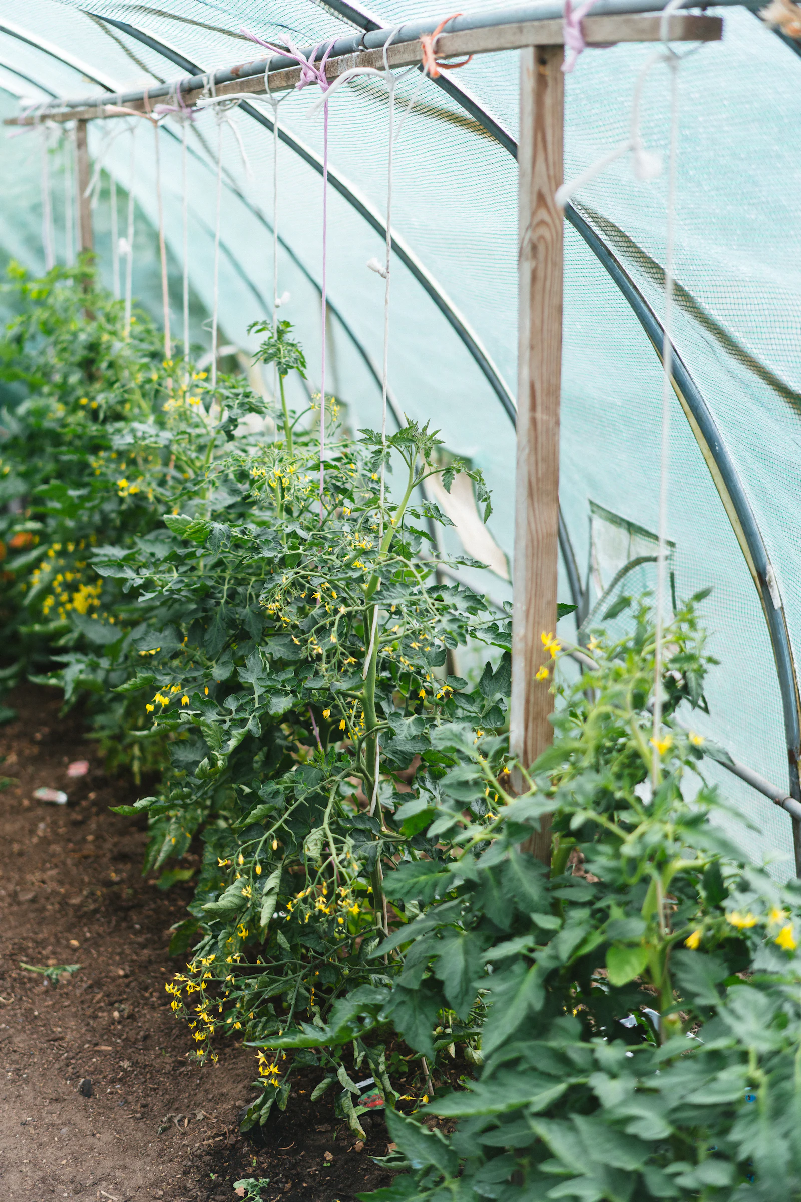 Rows of commercial greenhouses