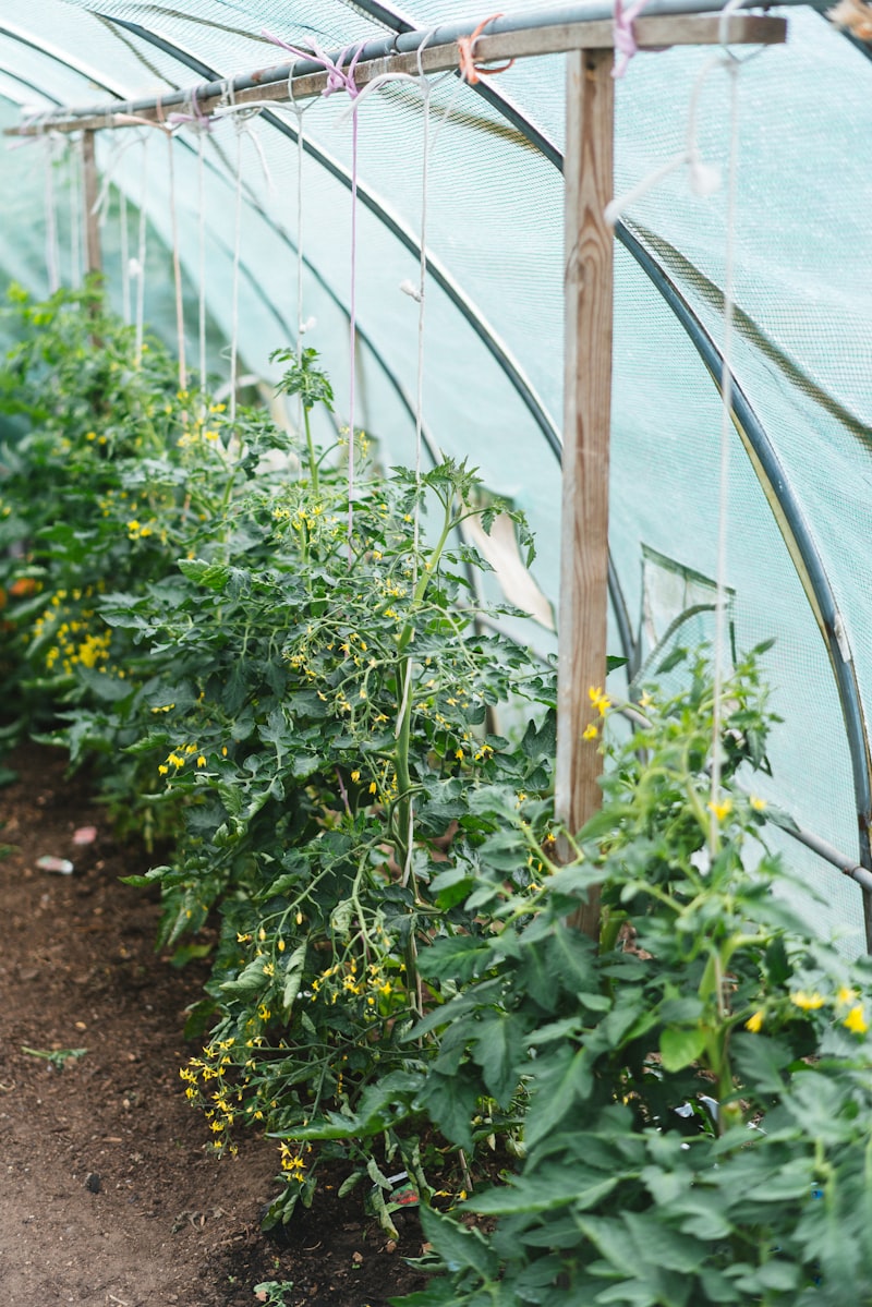 Rows of tower garden systems inside a large commercial greenhouse