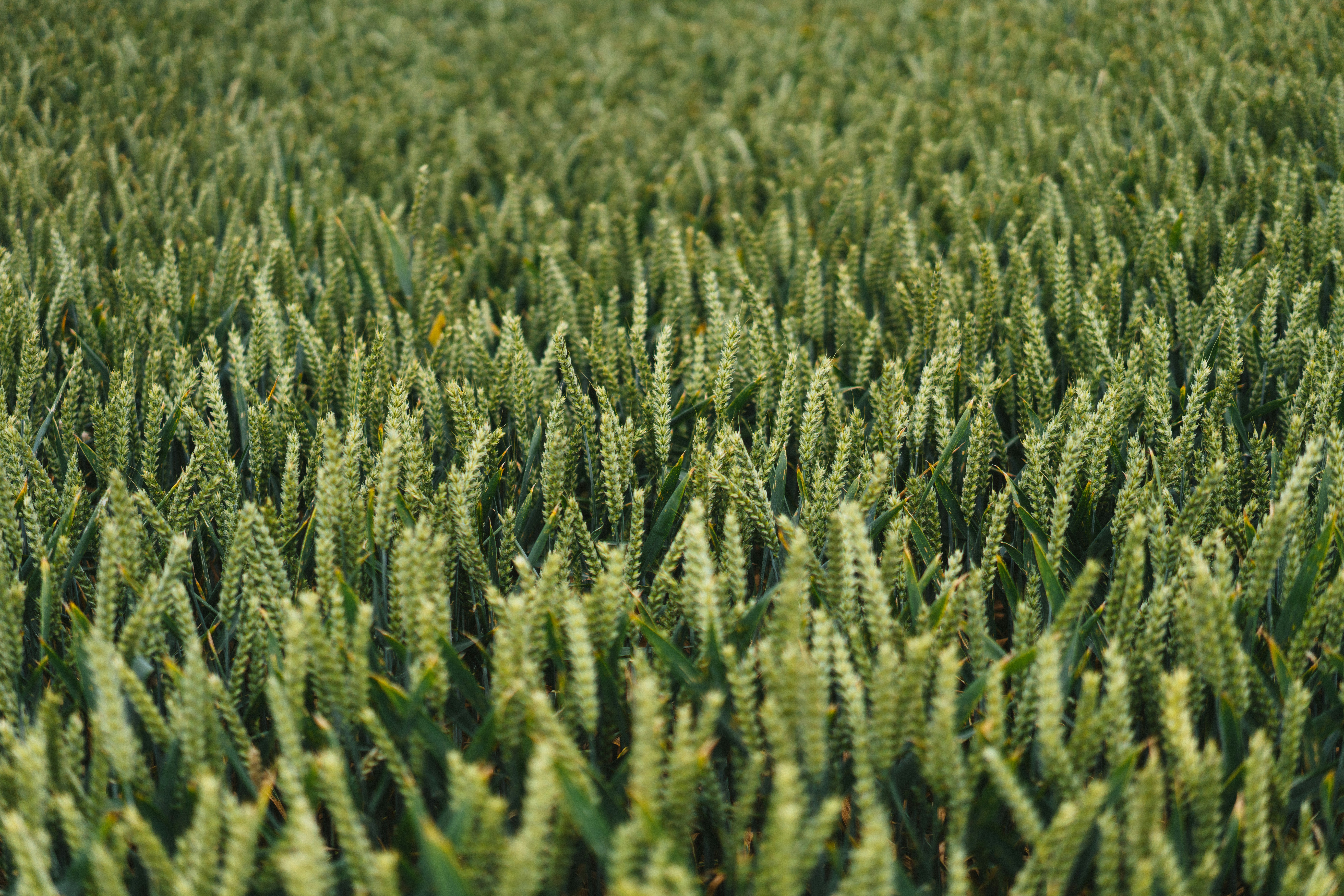 Photo by philhearing