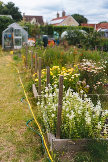 A garden filled with lots of different types of flowers