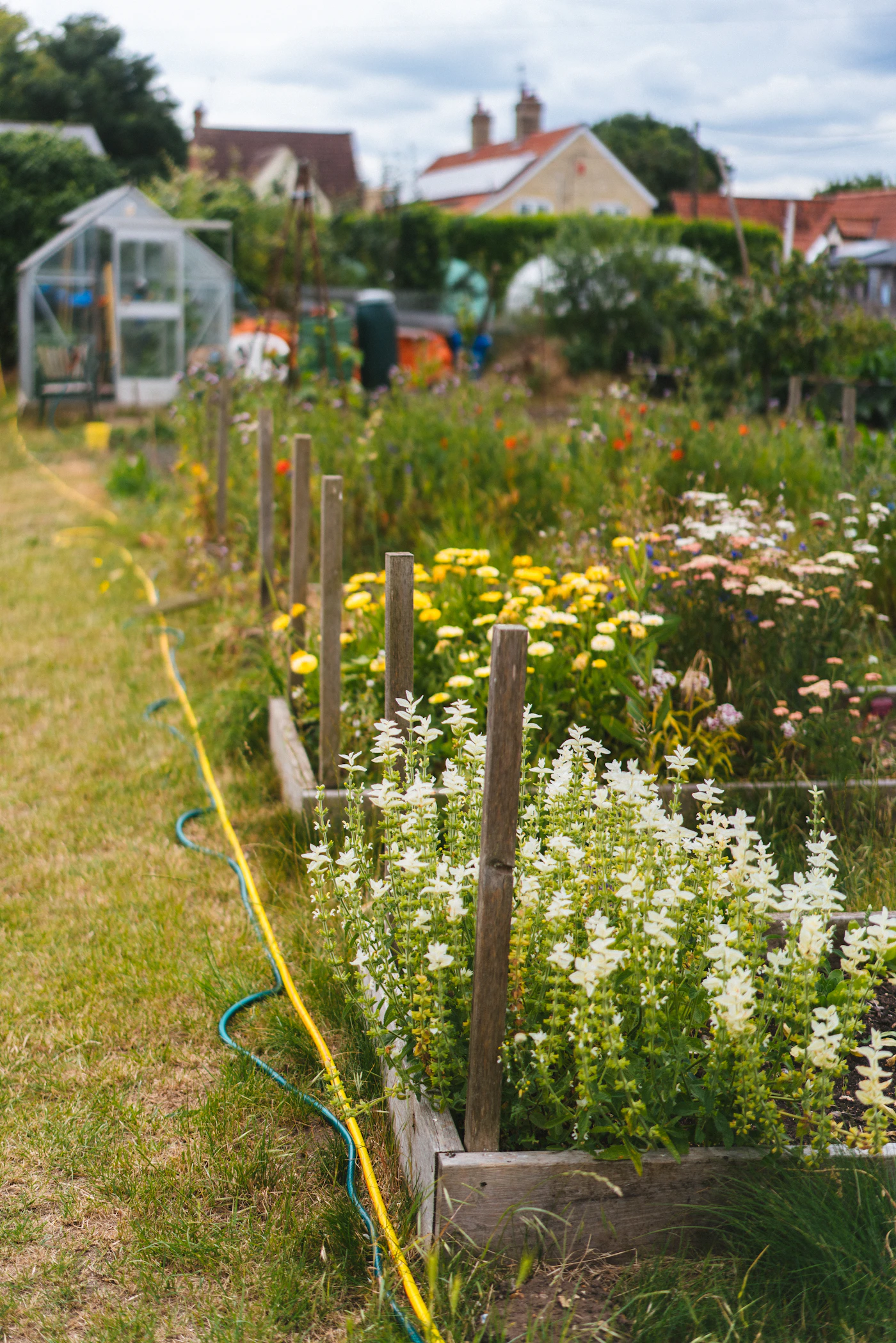 Staudenbeet mit verschiedenen Blüten und Gräsern entlang eines Gartenwegs