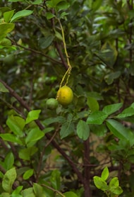 A lemon tree with green leaves and a fruit hanging from it