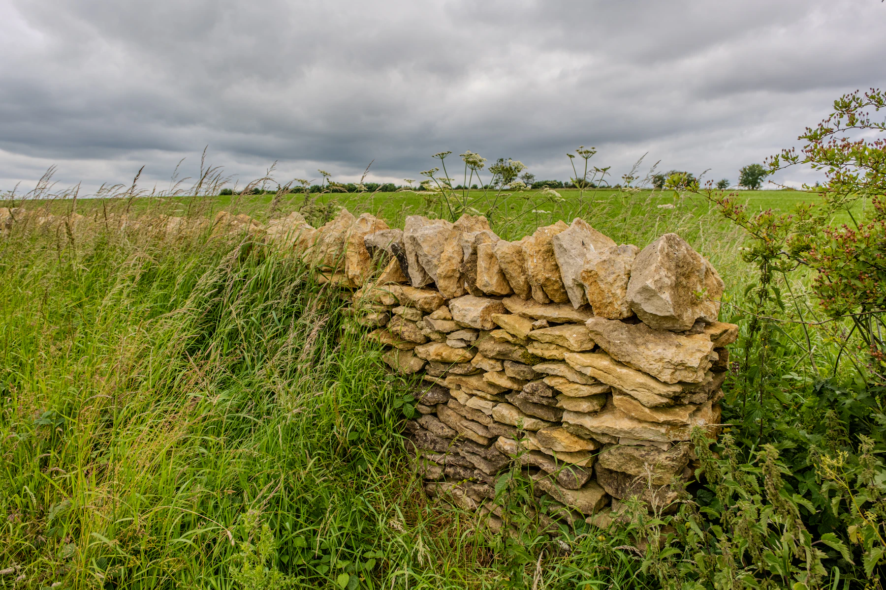 Dry-stacked limestone field wall with moss-green grass along the base