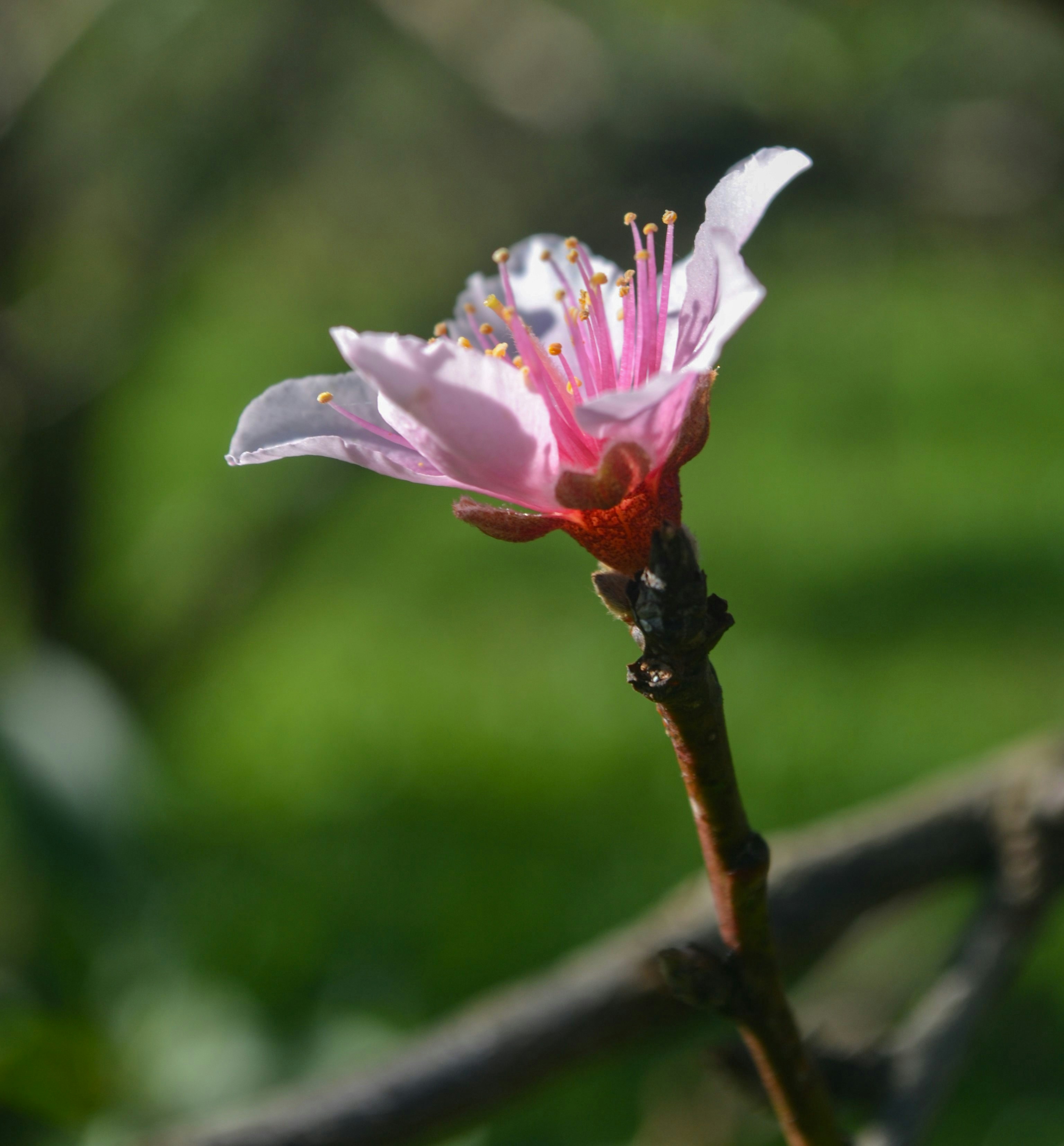 Little Flower Pictures | Download Free Images on Unsplash