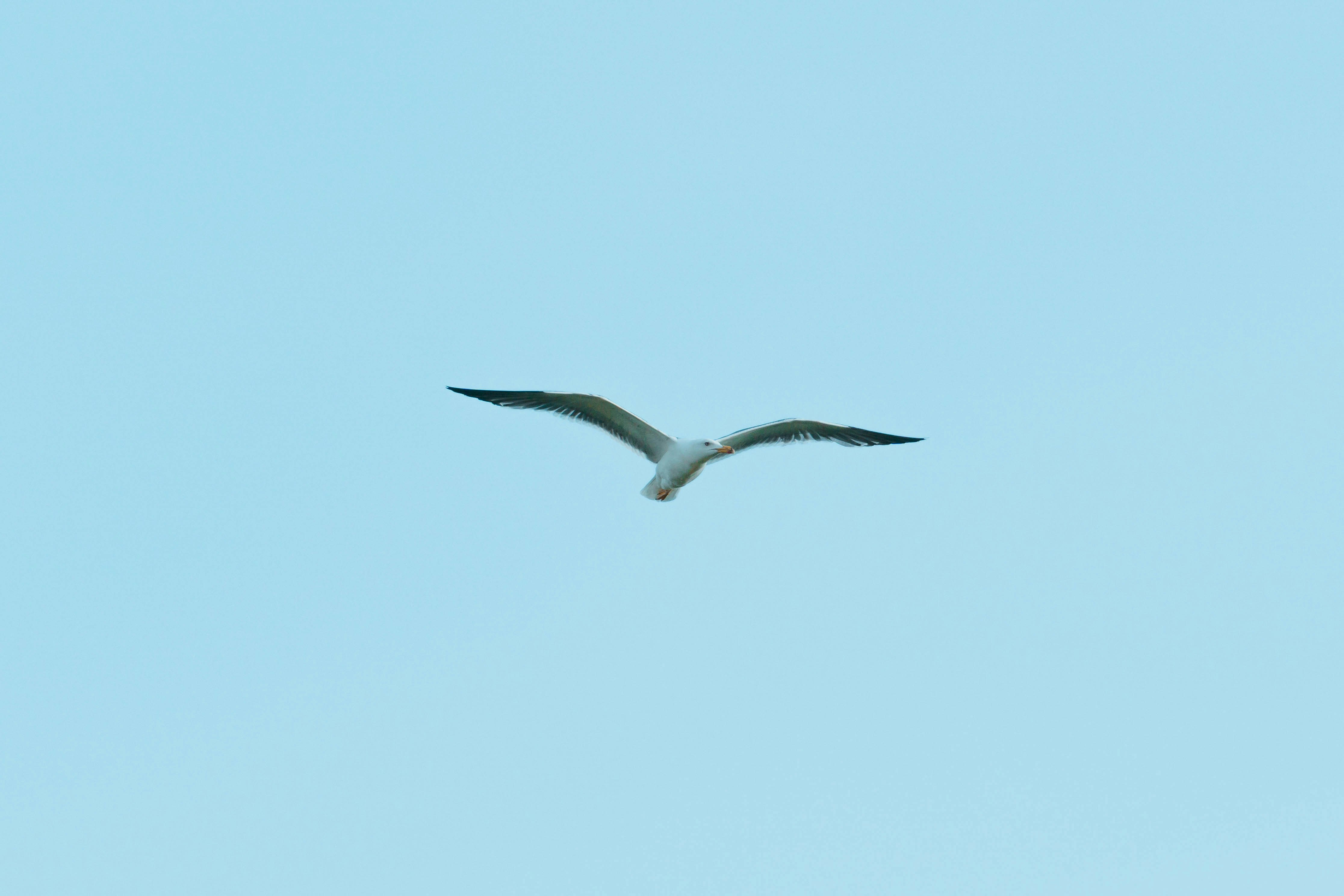 Photo by robertschwarz