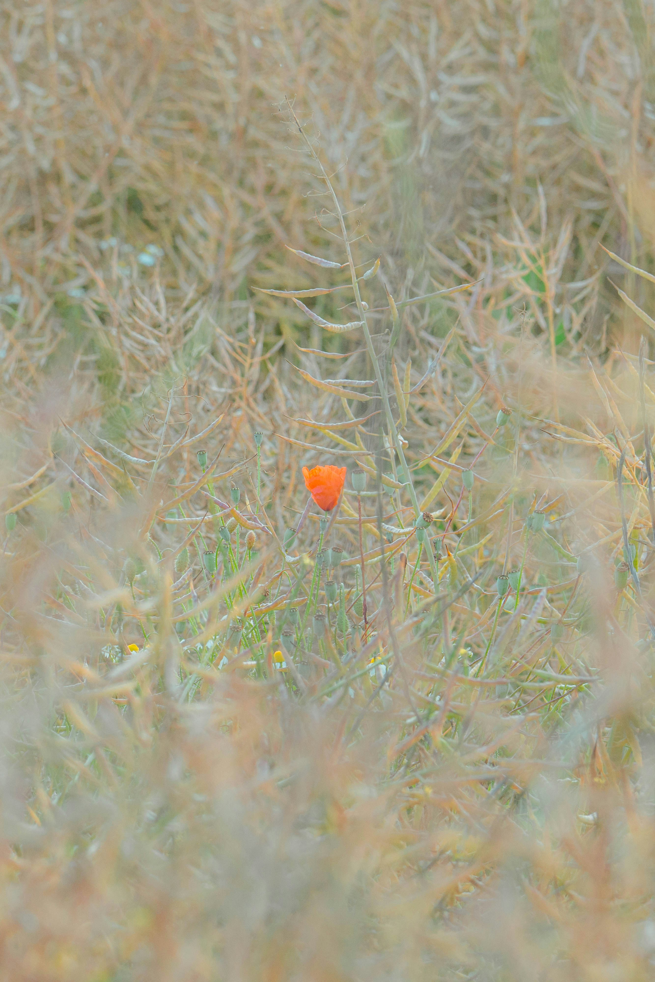 Photo by robertschwarz