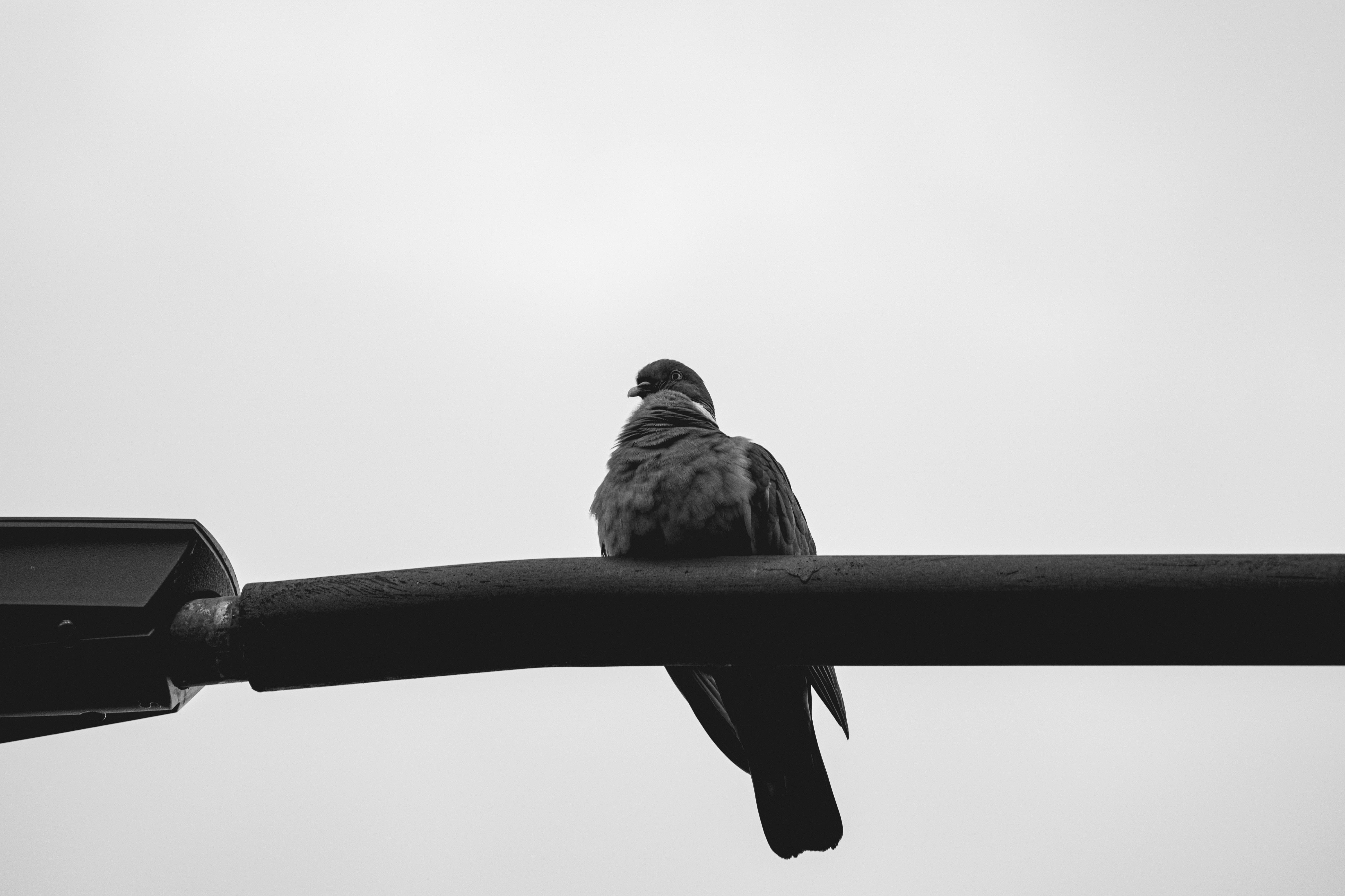 A black and white photo of a bird on a street light