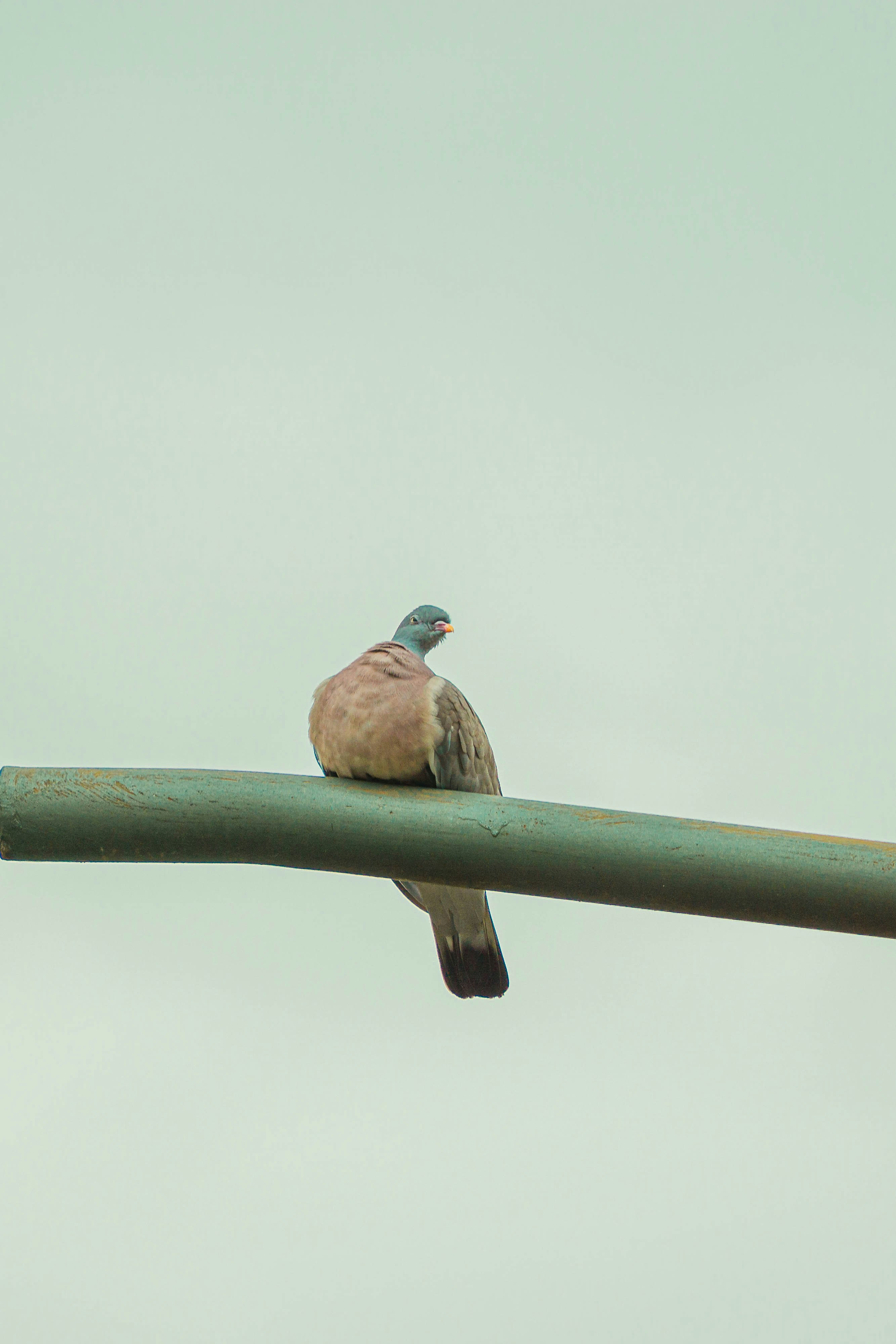A small bird sitting on top of a green pole
